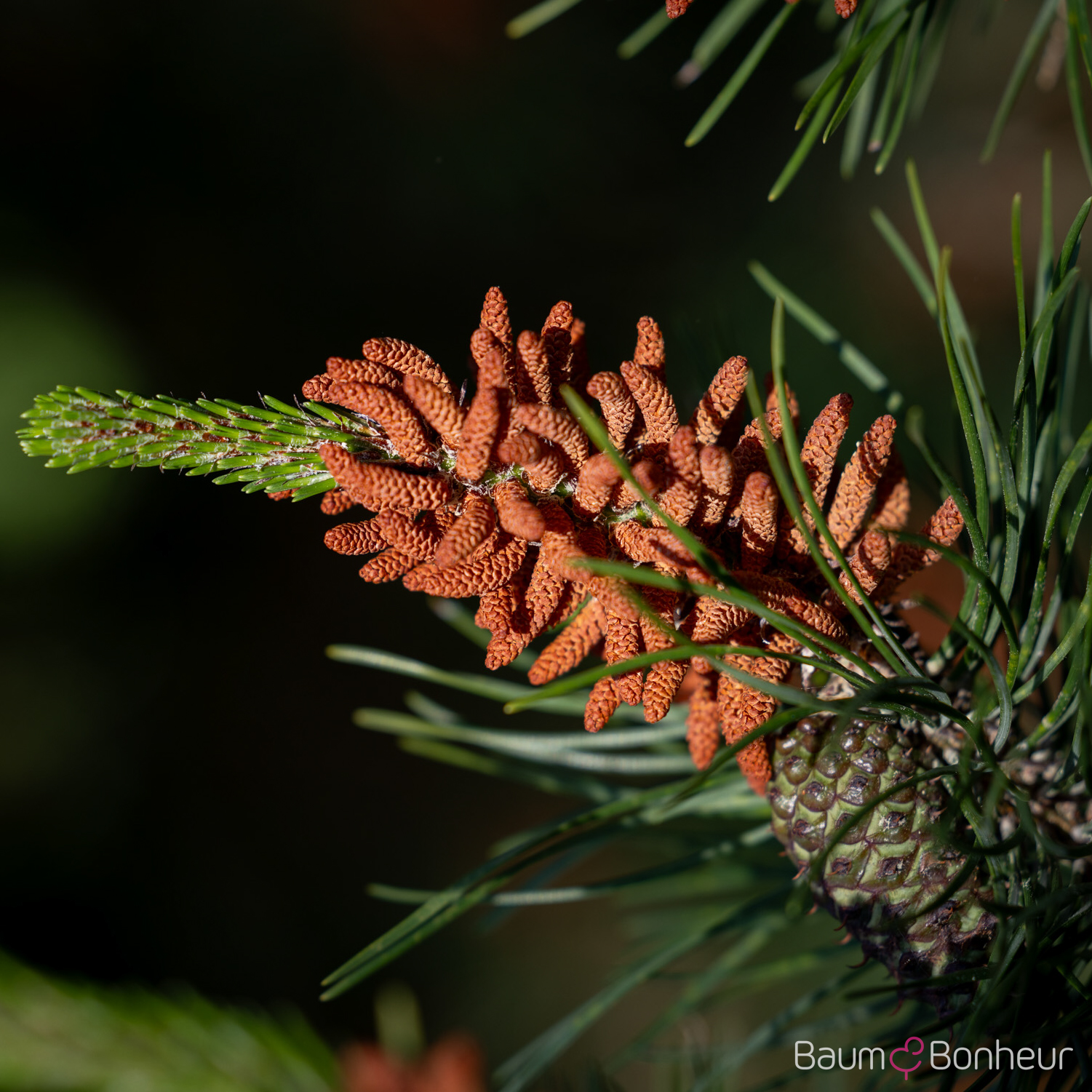 Pinus contorta