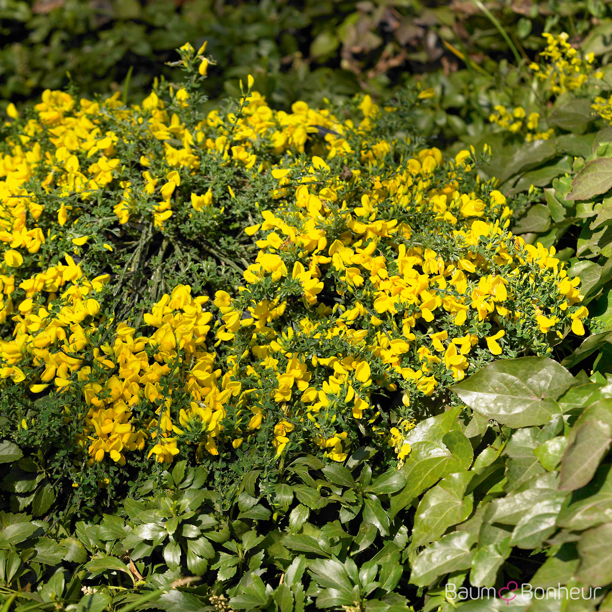 Cytisus scoparius 'Golden Sunlight'
