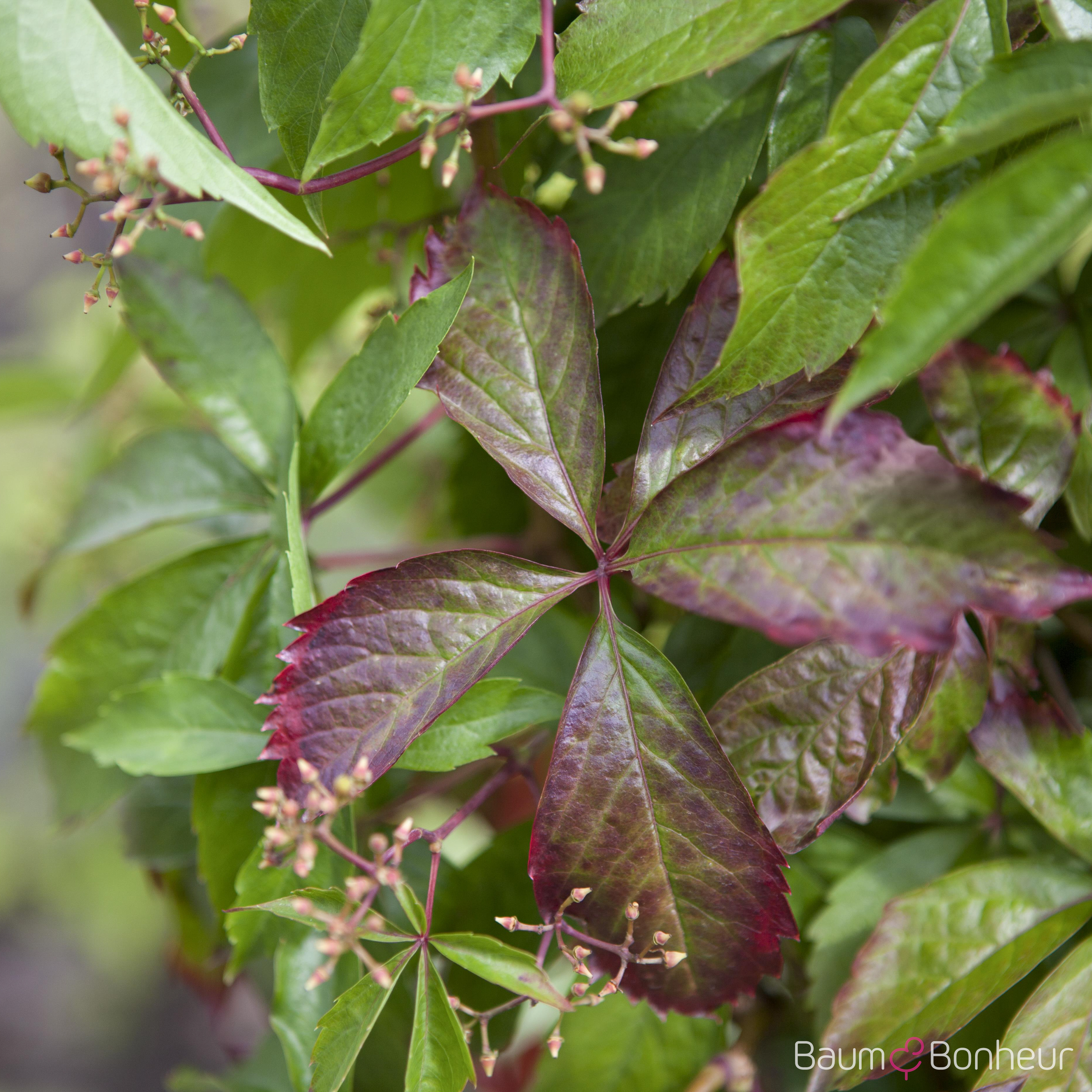 Parthenocissus quinquefolia