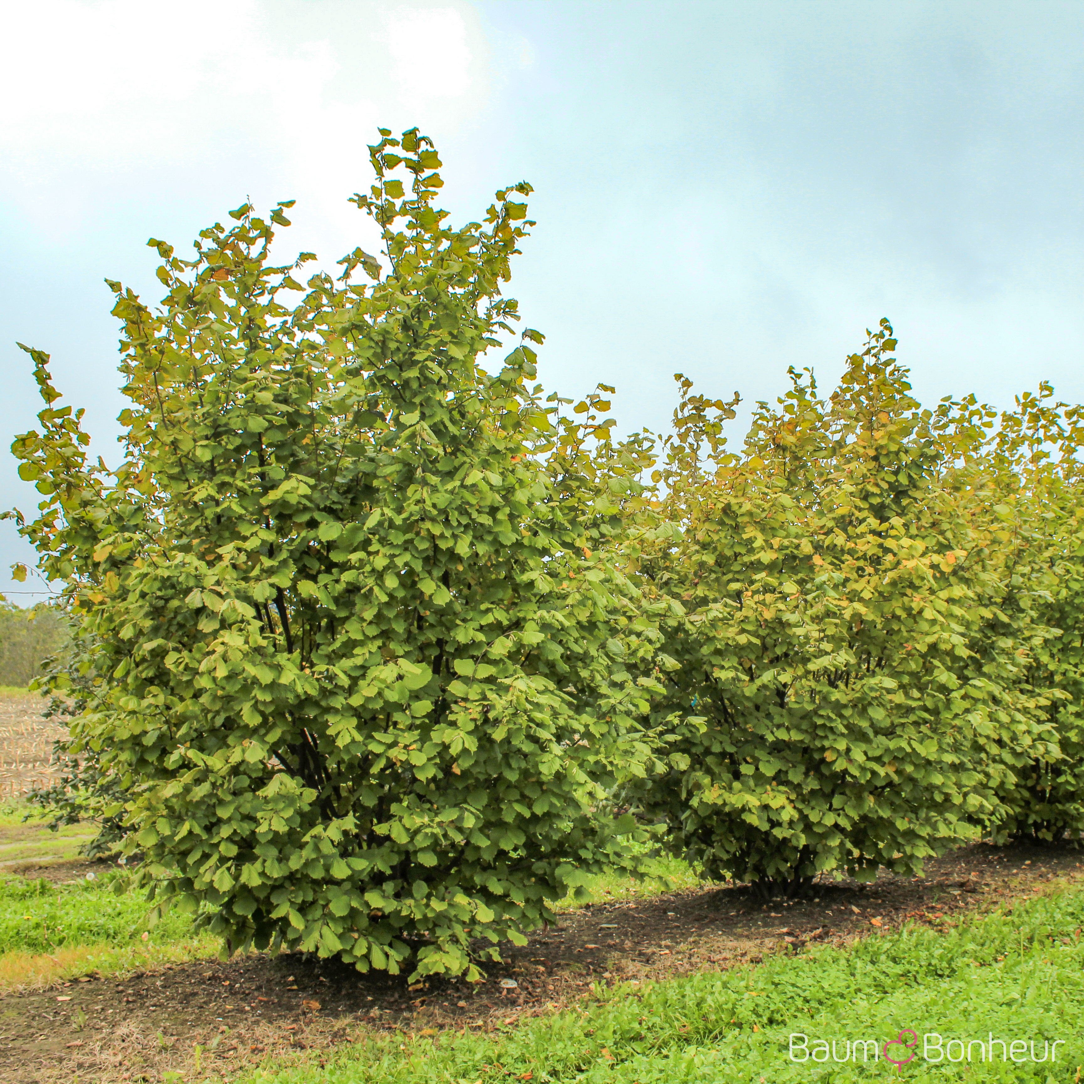 Corylus avellana
