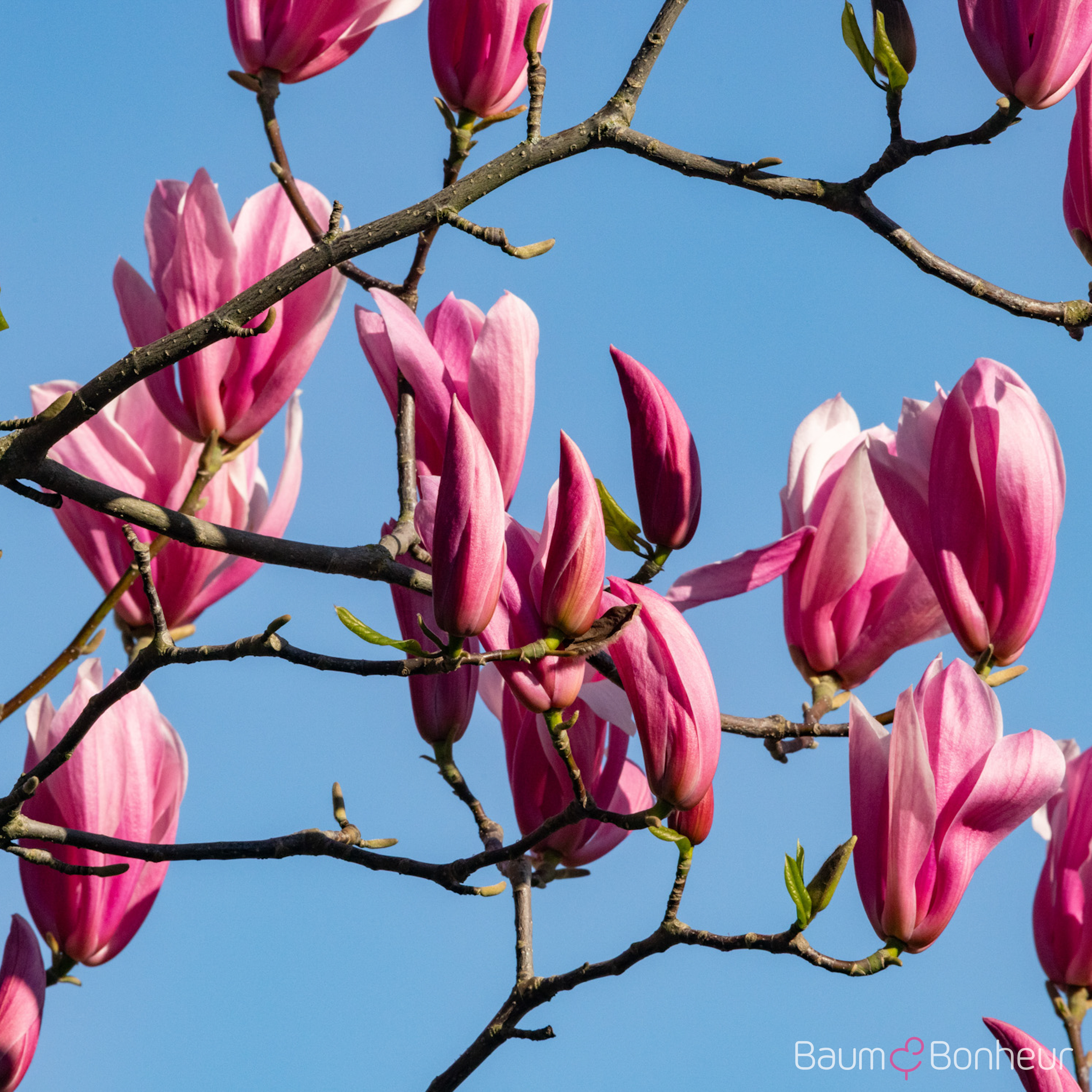 Magnolia 'Galaxy'