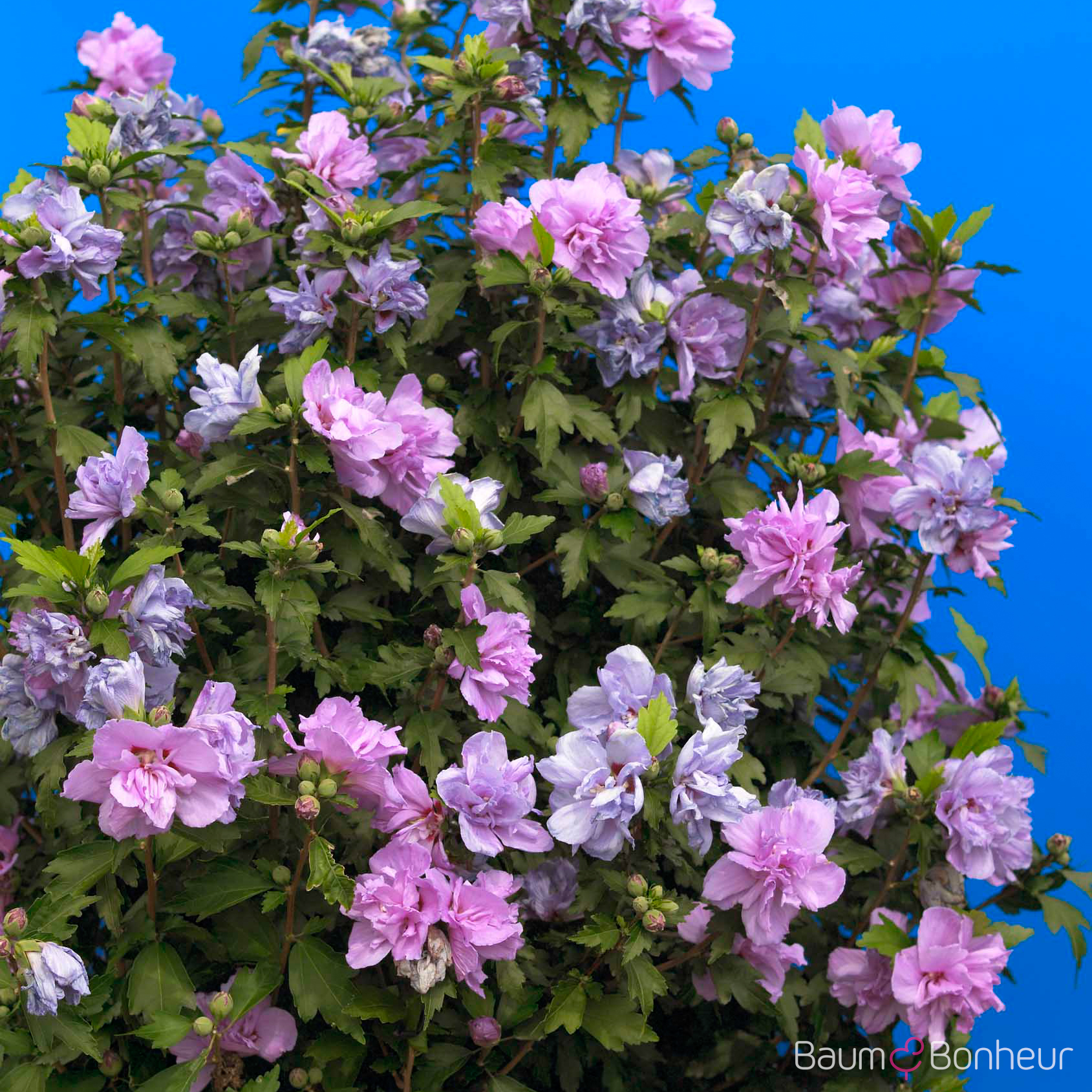 Hibiscus syriacus 'Ardens'