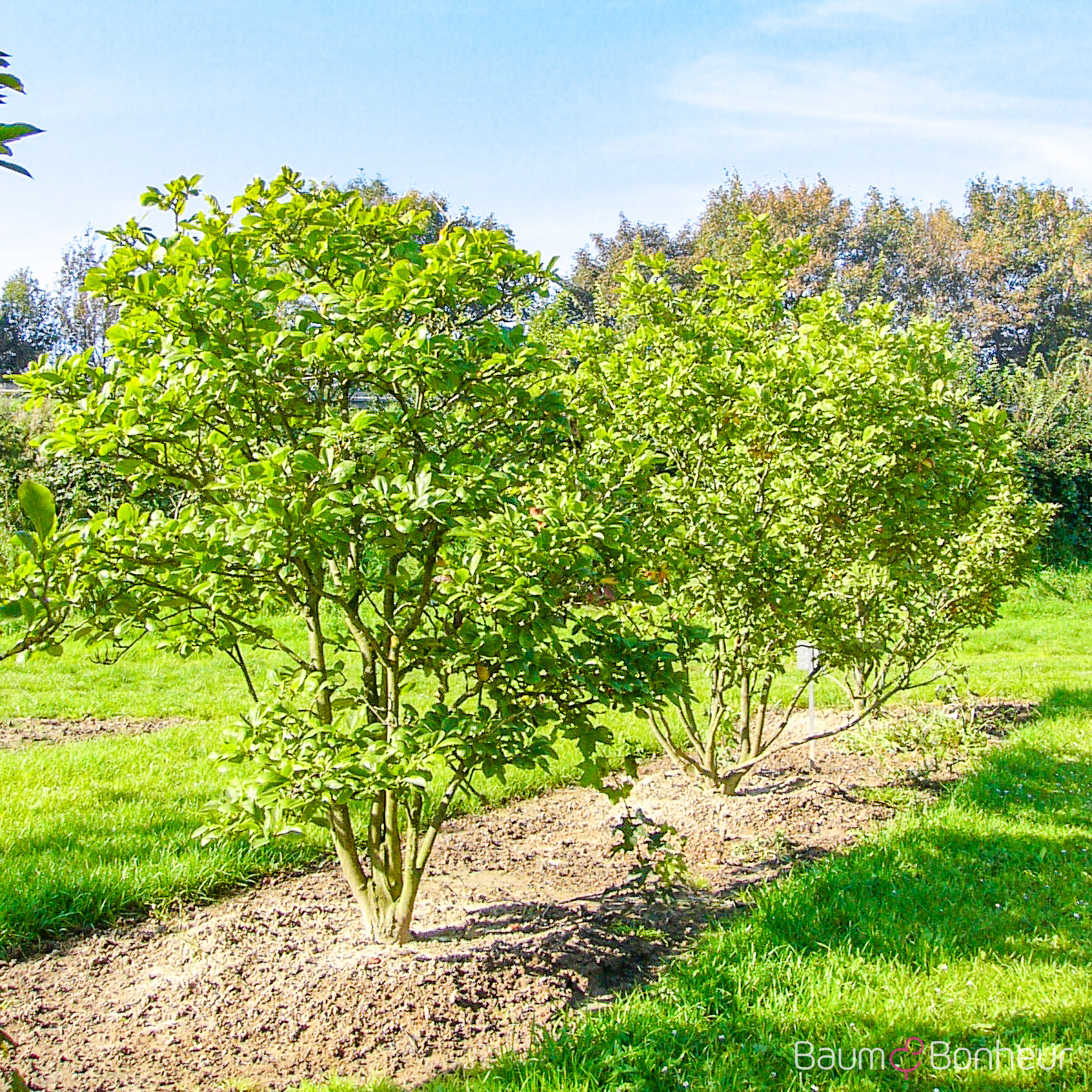 Magnolia soulangeana 'Lennei Alba'