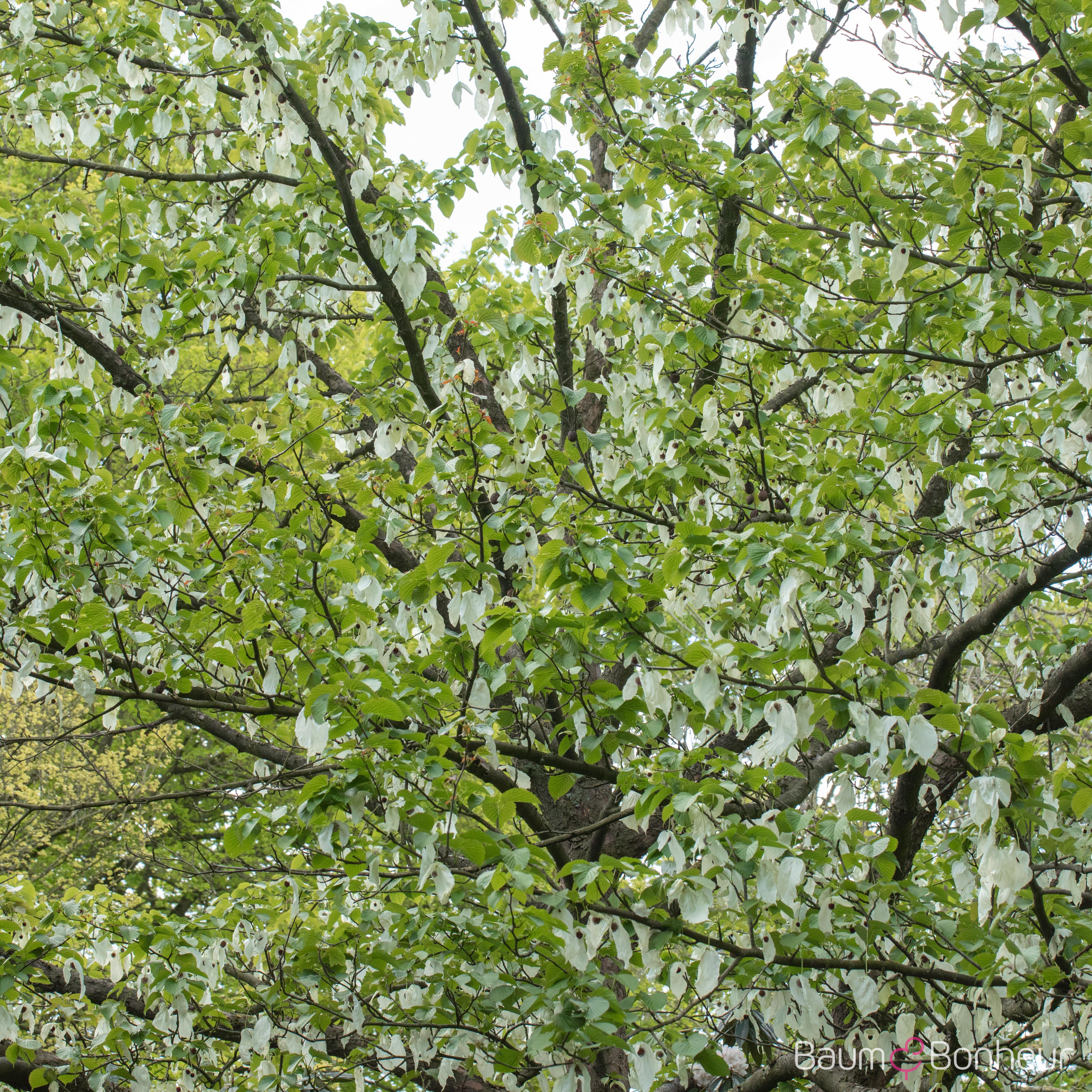 Davidia involucrata vilmoriniana