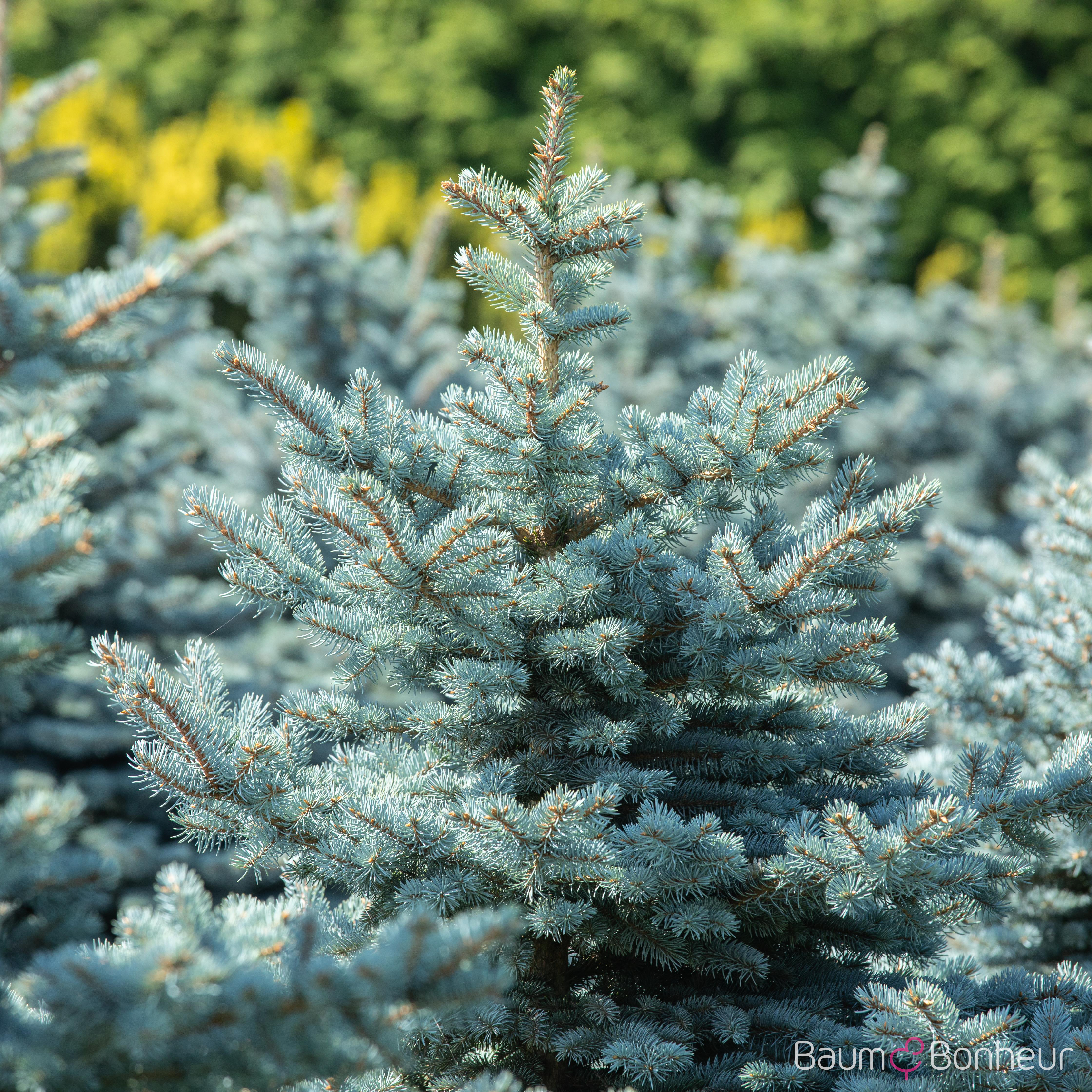 Picea pungens 'Glauca Globosa'