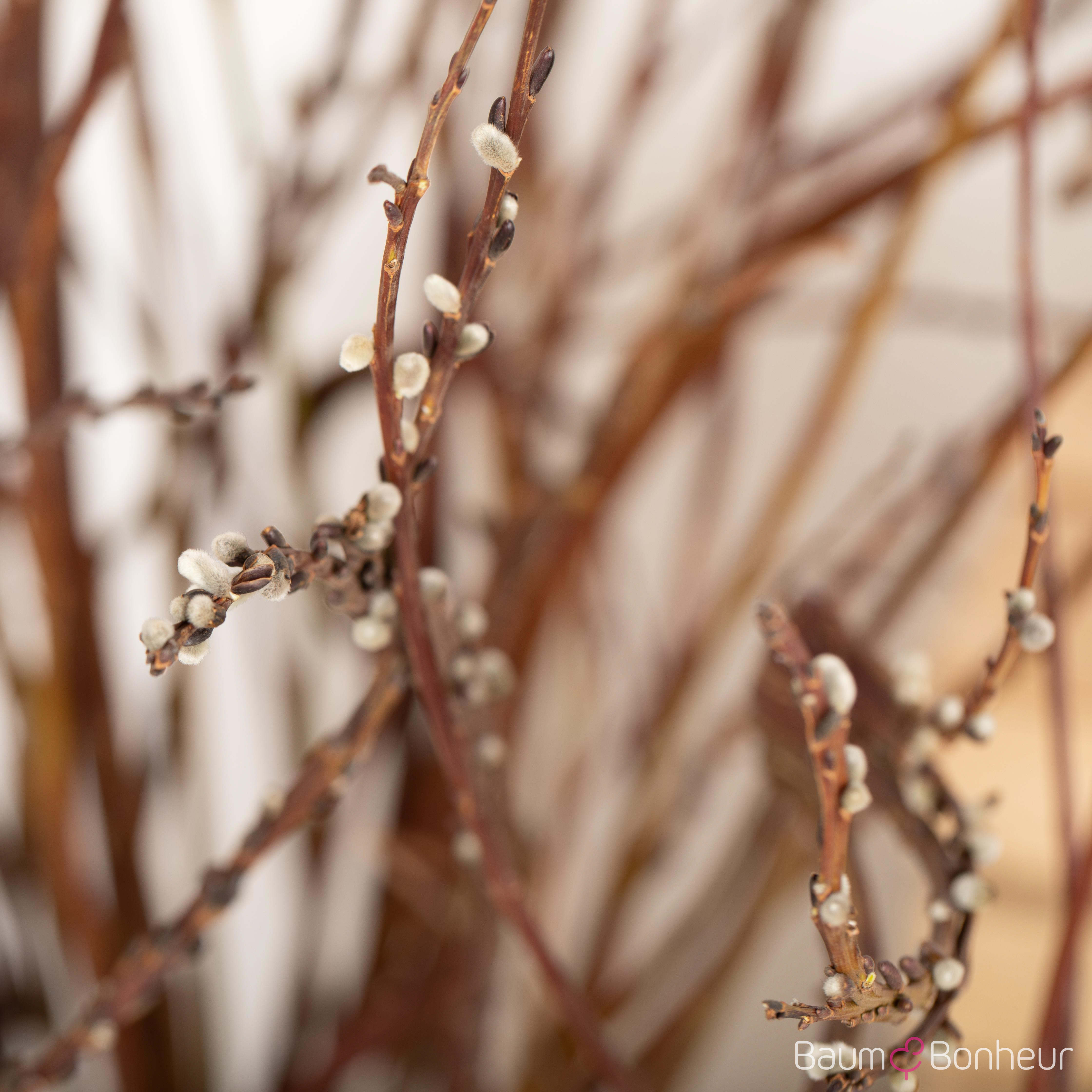 Salix sachalinensis 'Sekka'