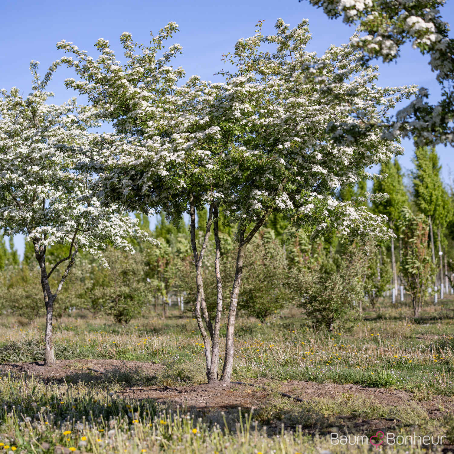Crataegus monogyna