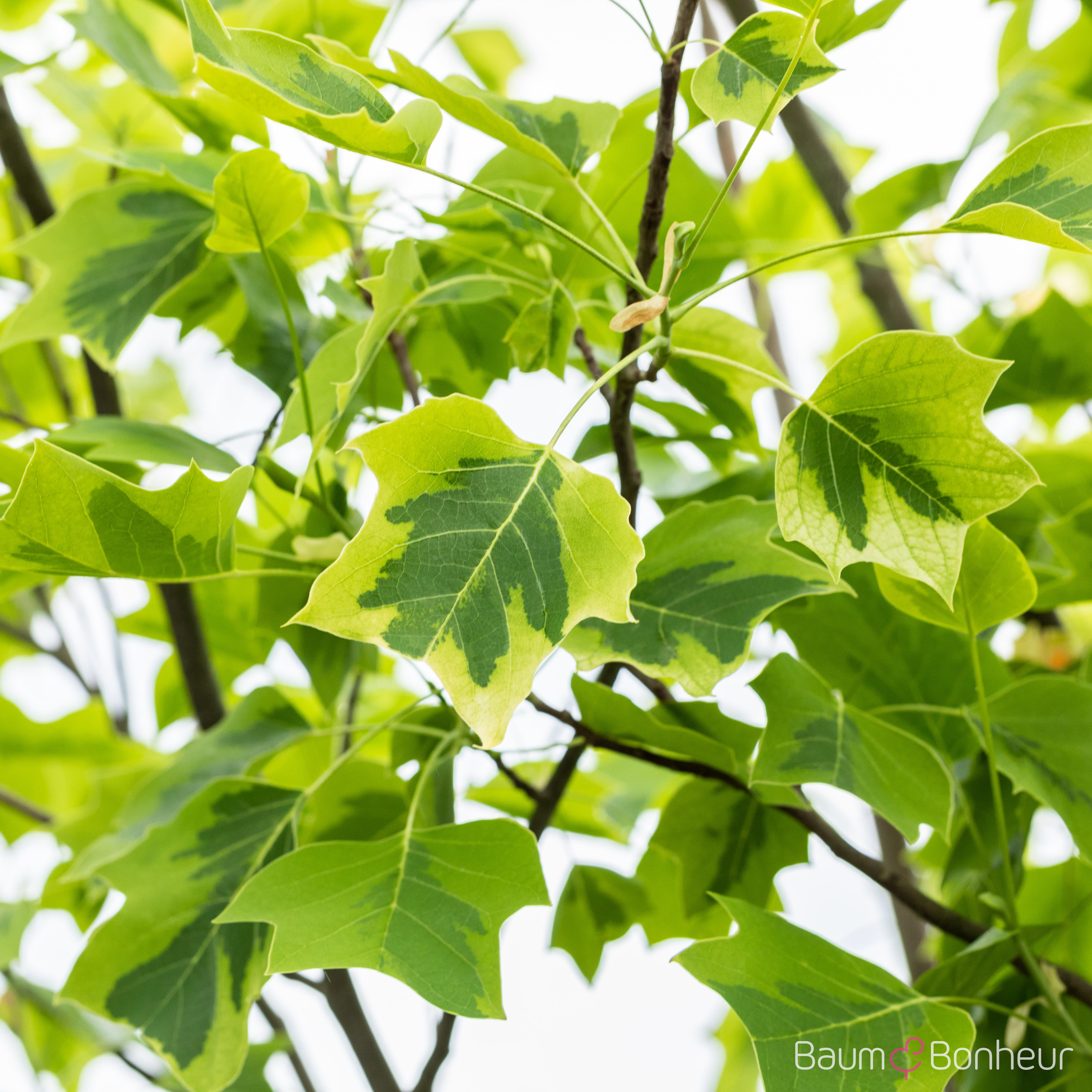 Liriodendron tulipifera 'Aureomarginatum'