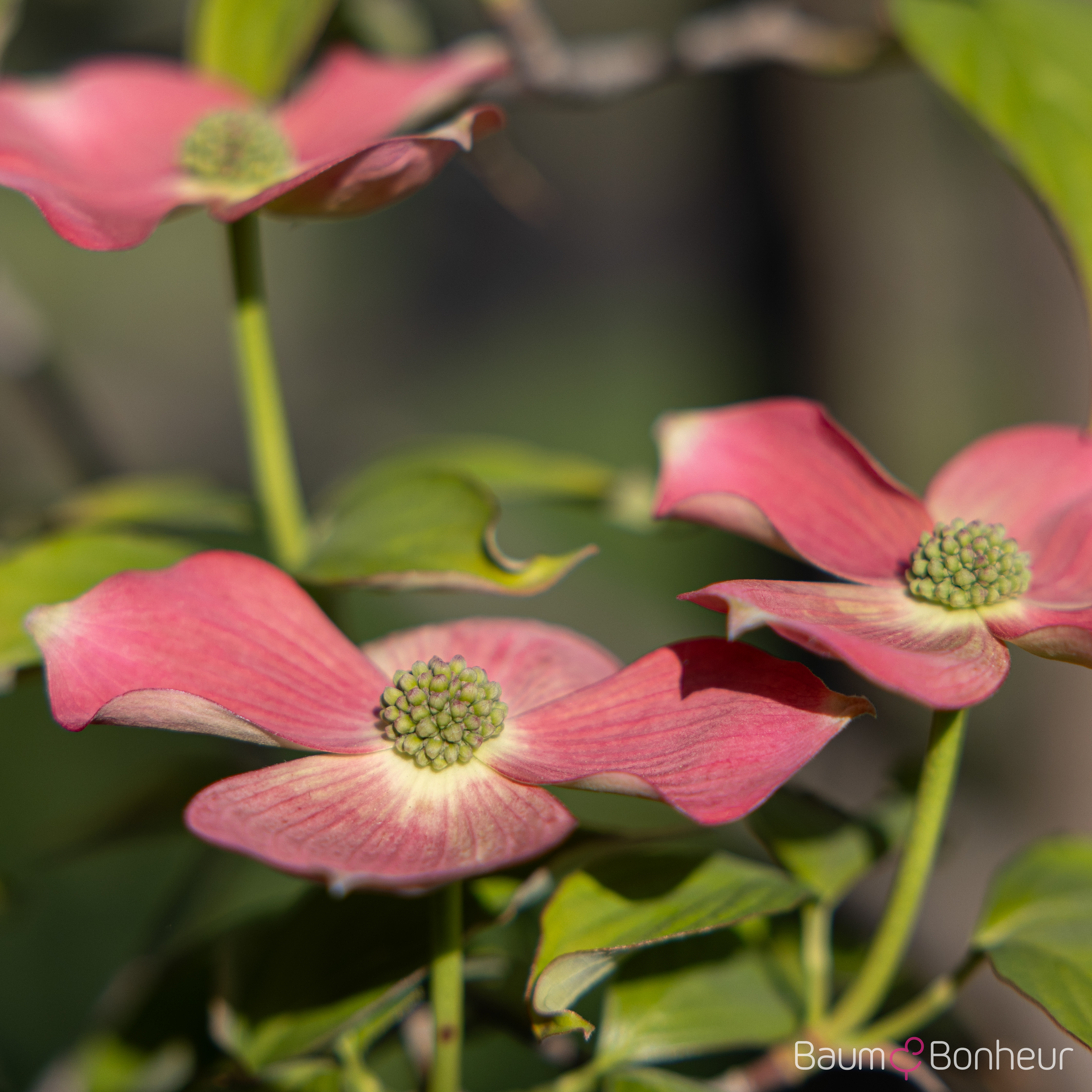 Cornus 'Stellar Pink' -R-