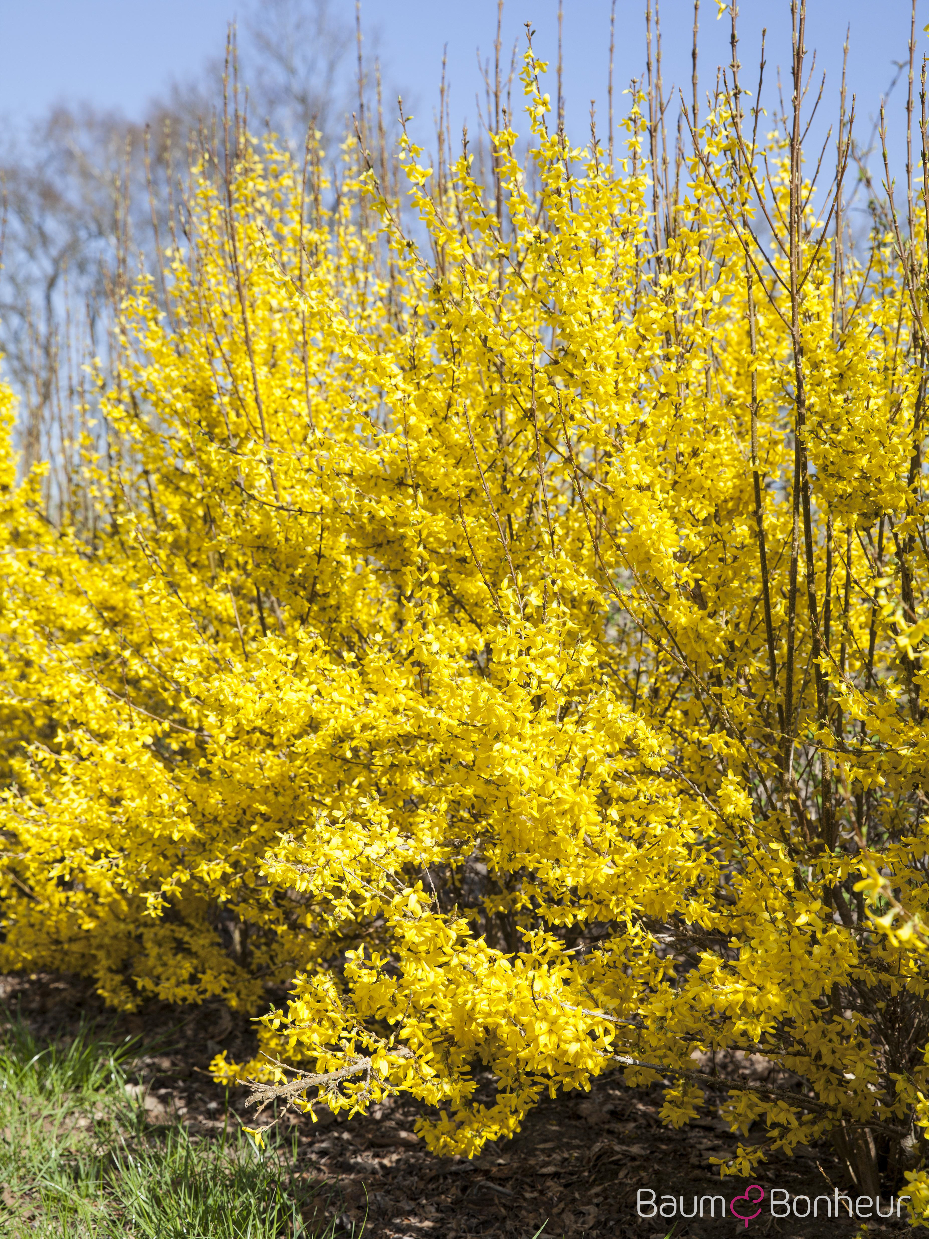 Forsythia intermedia 'Week-End' -R-