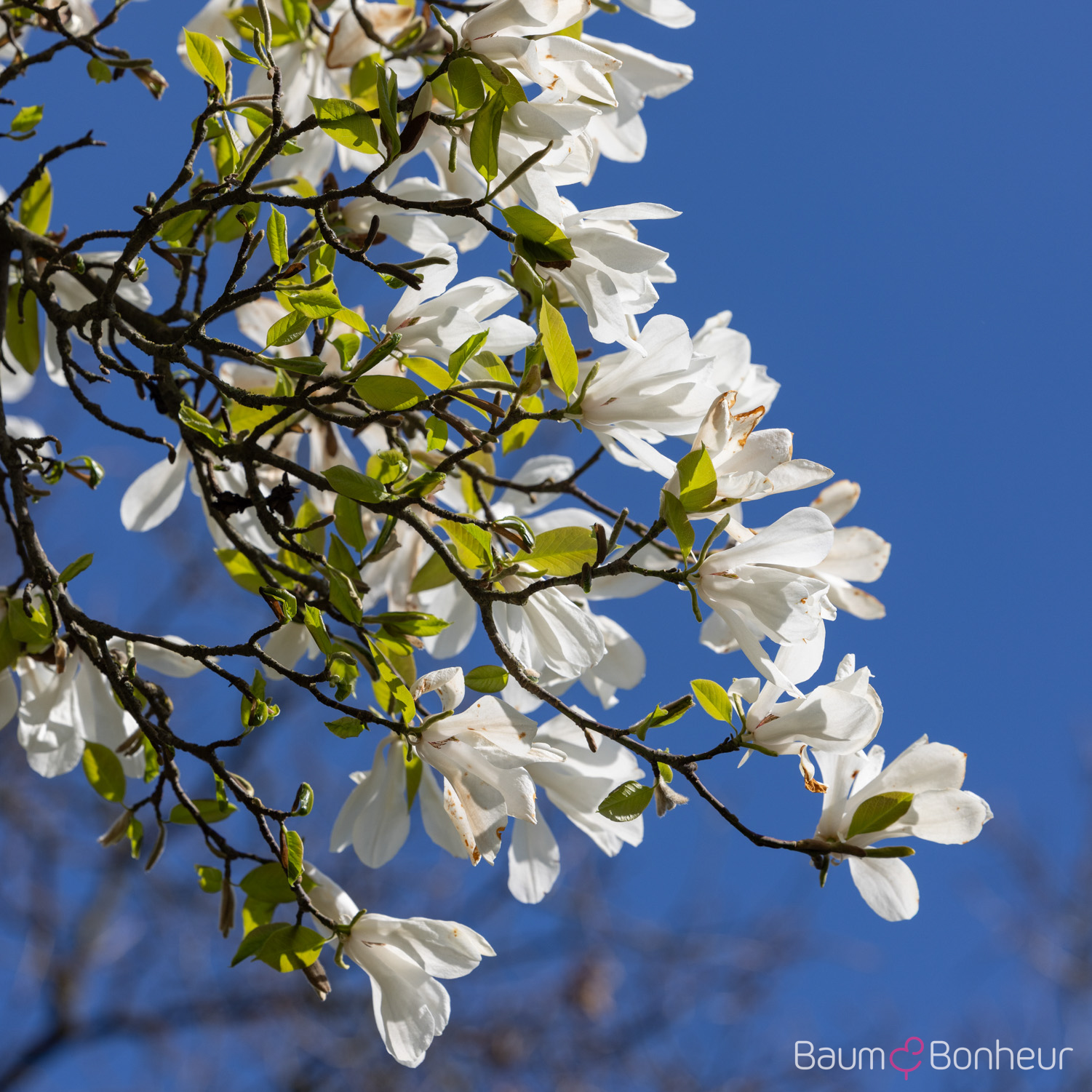 Magnolia kobus