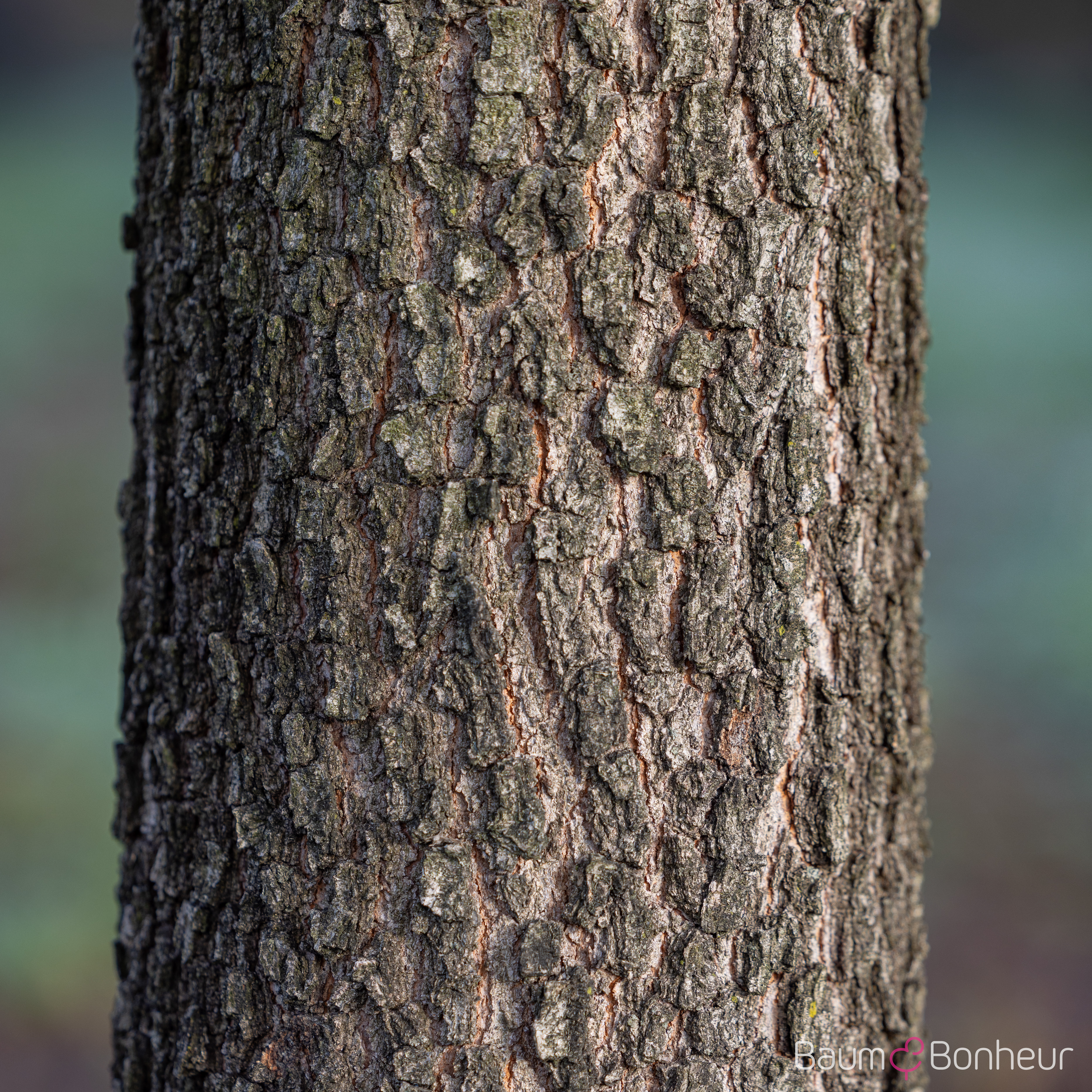 Quercus imbricaria