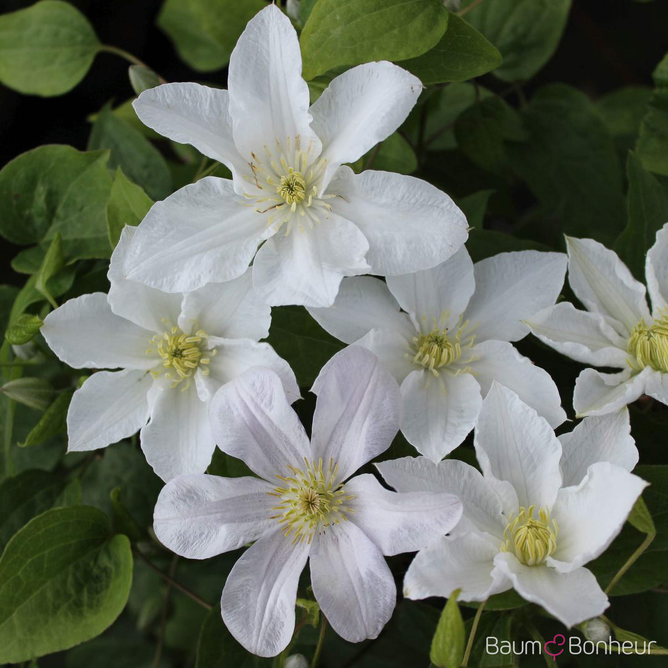 Clematis viticella 'Huldine'