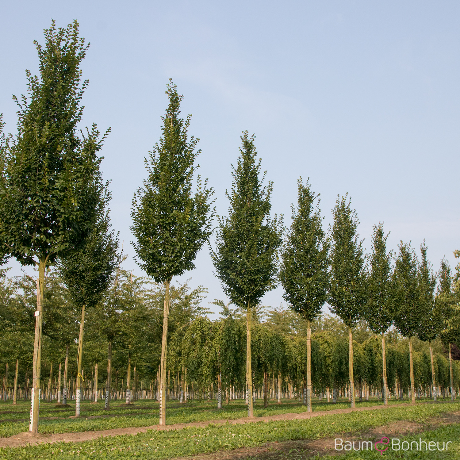 Carpinus betulus 'Lucas'