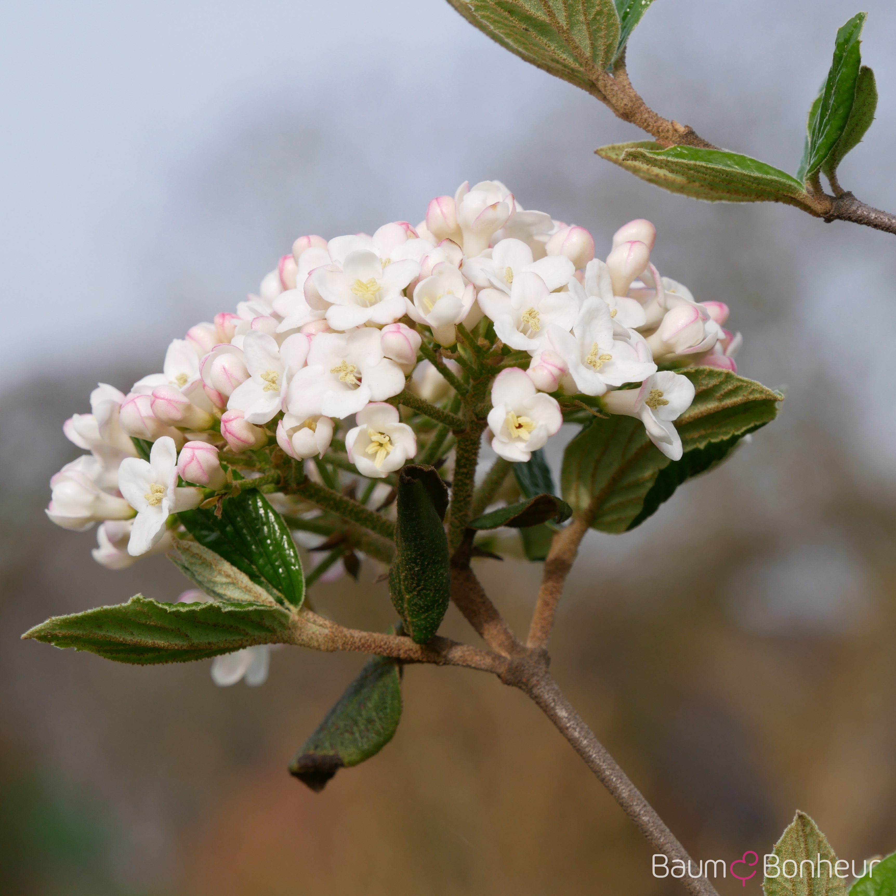 Viburnum burkwoodii