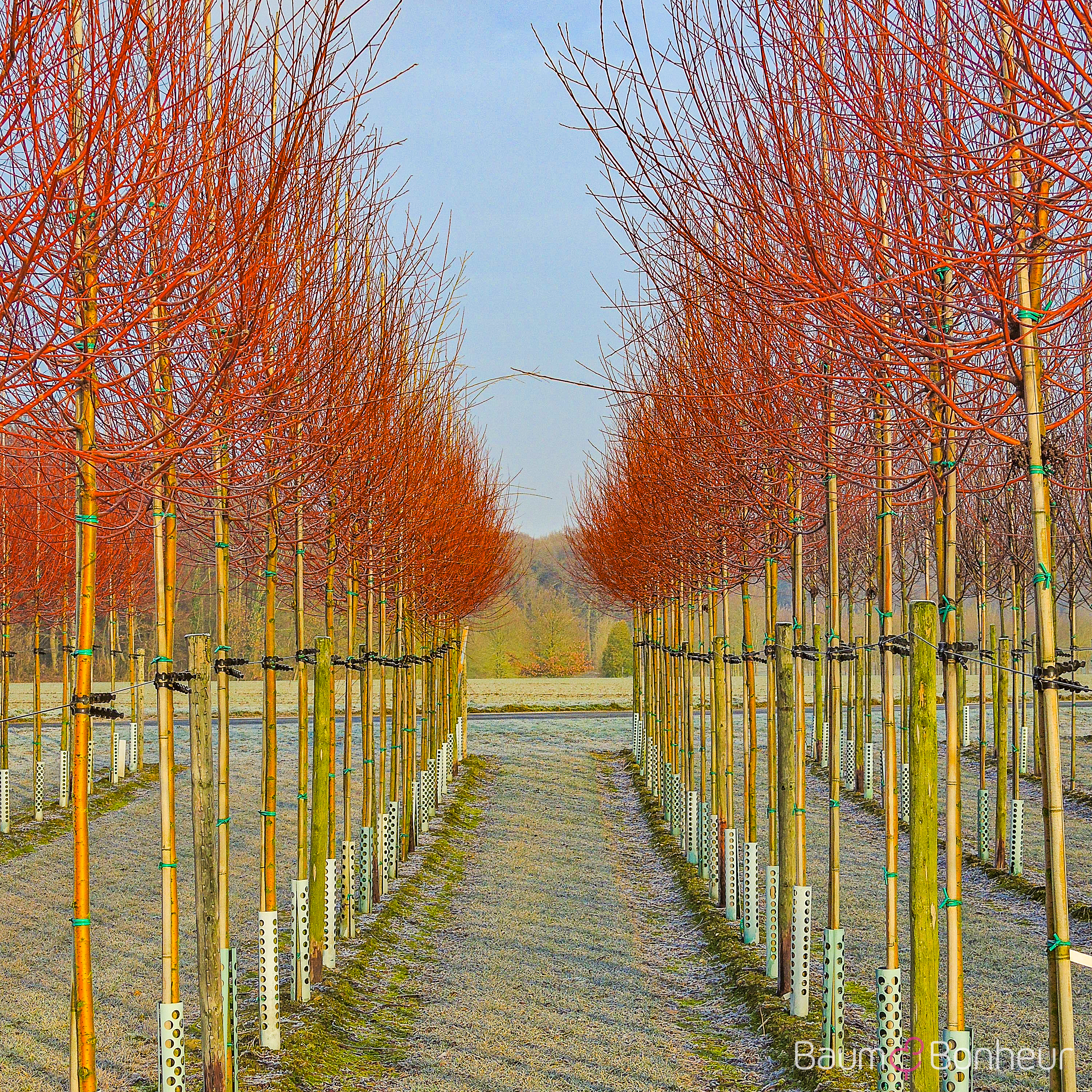 Salix alba 'Chermesina'