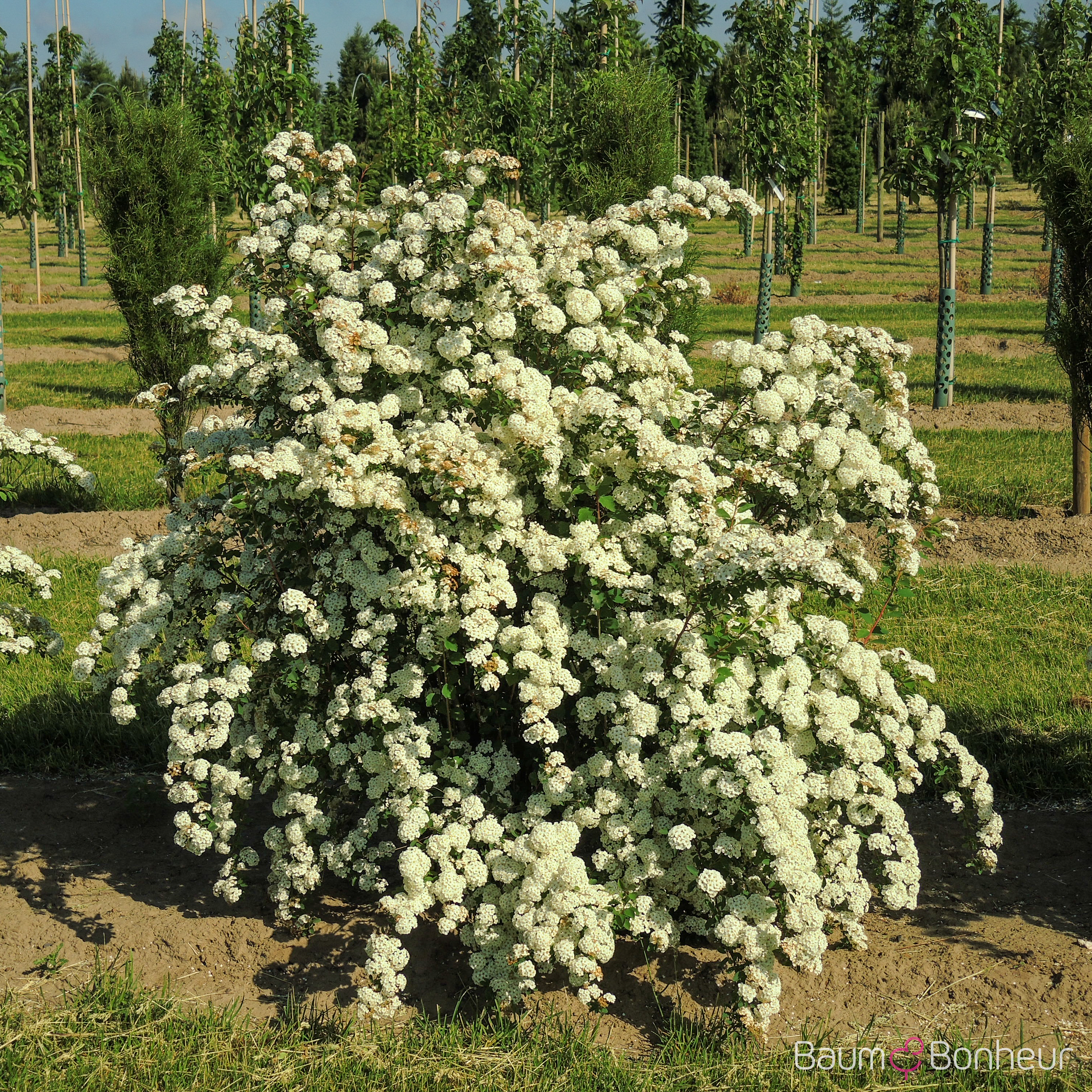 Spiraea x vanhouttei