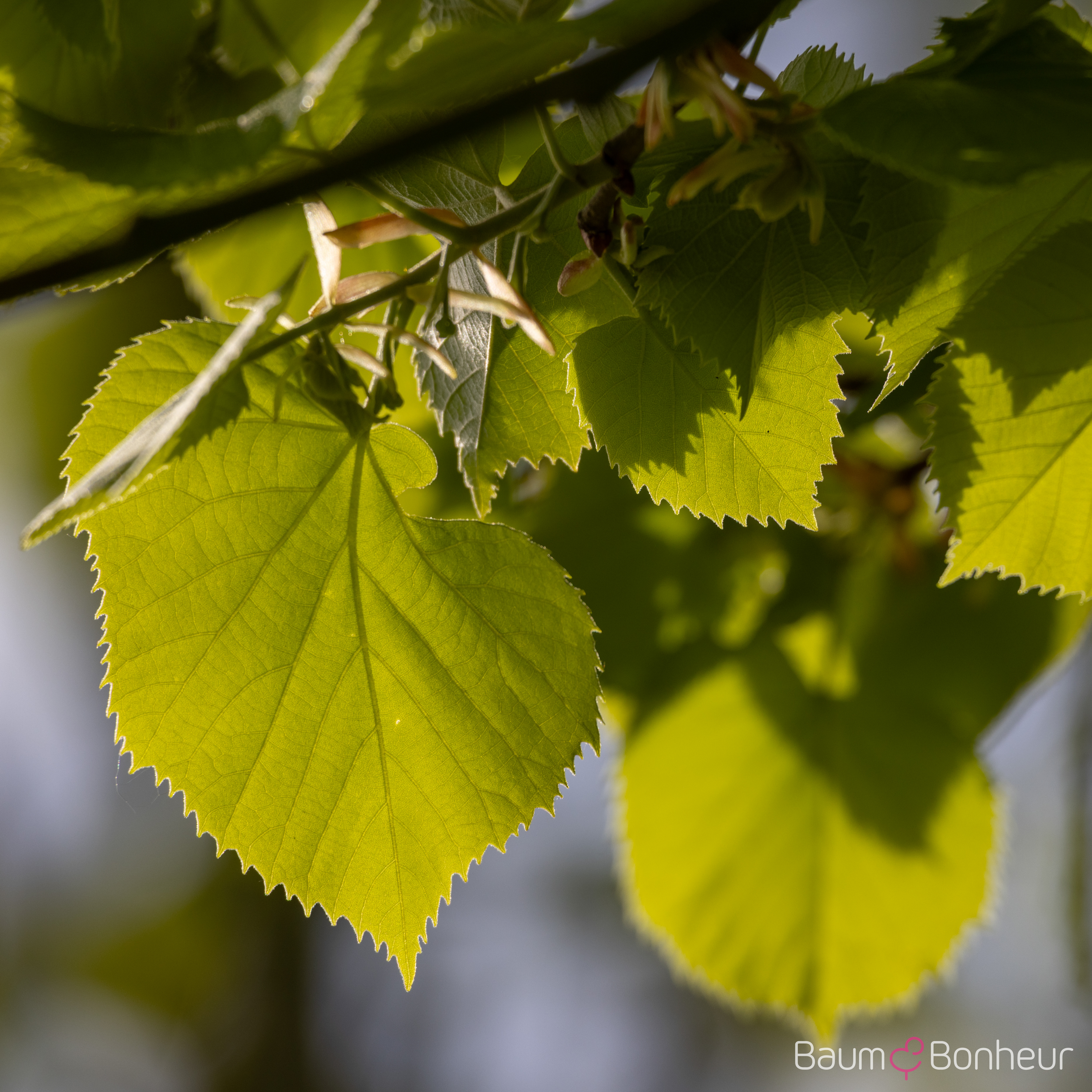 Tilia tomentosa 'Brabant'