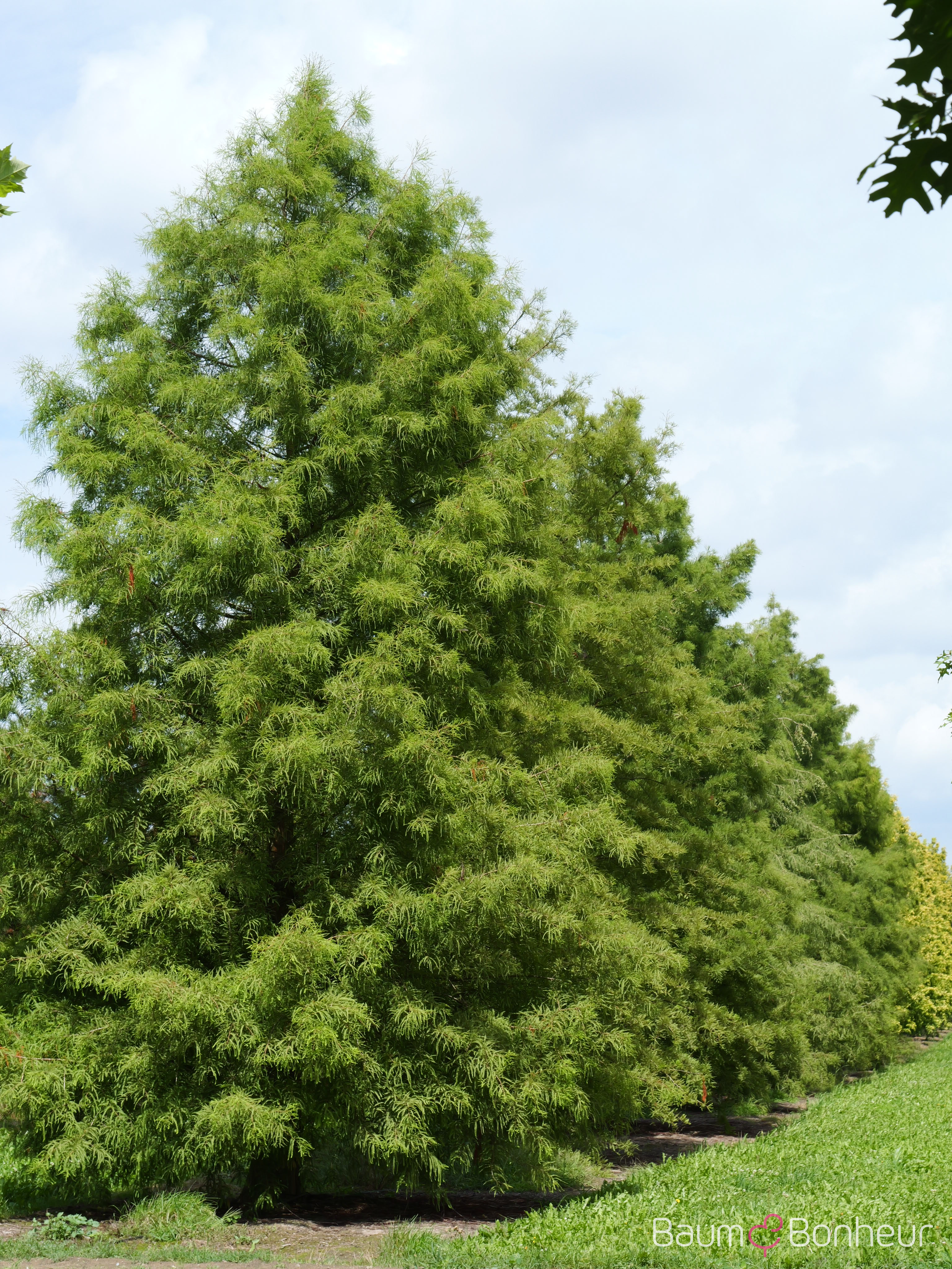 Taxodium distichum