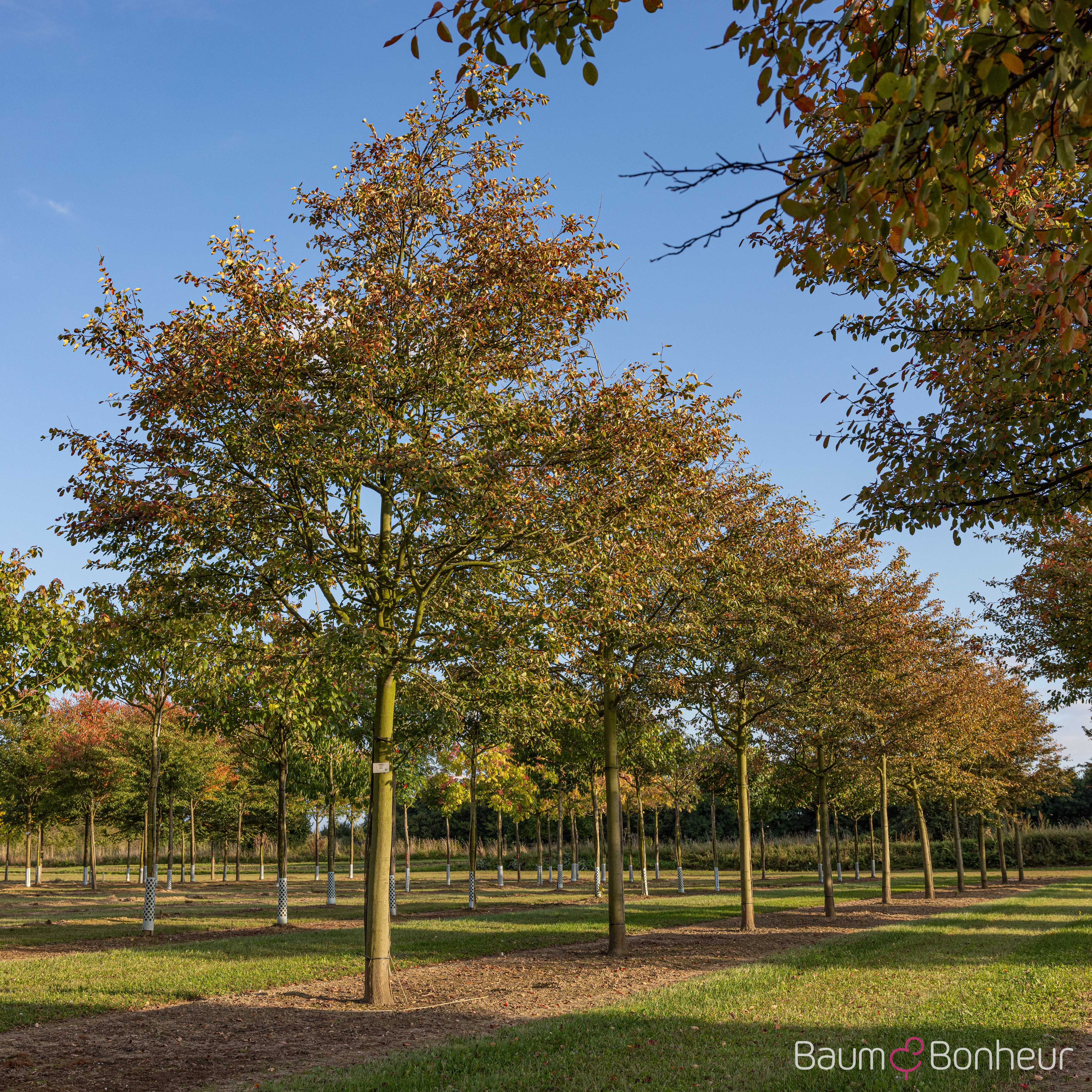 Amelanchier 'Ballerina'