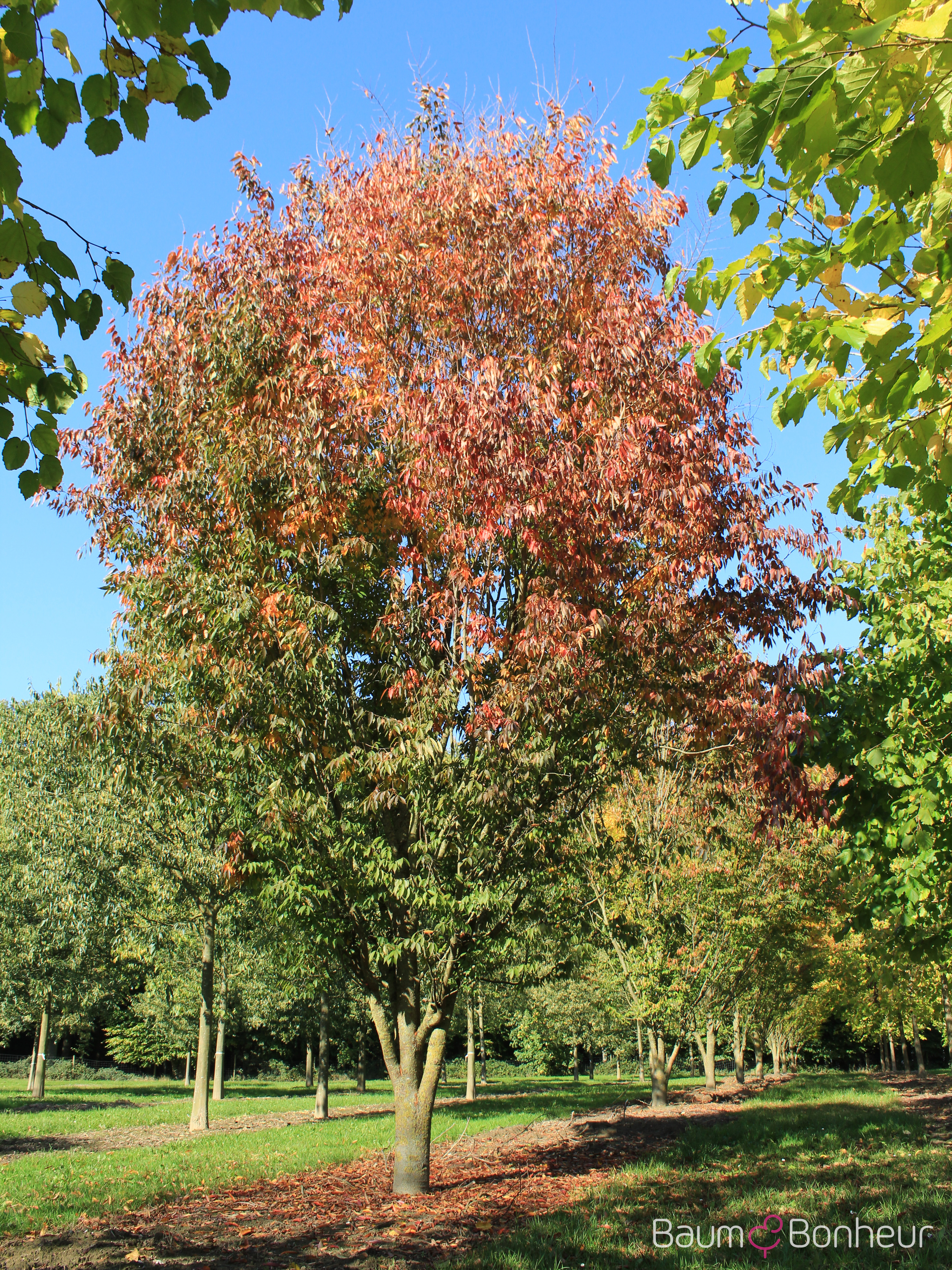 Zelkova serrata 'Green Vase'
