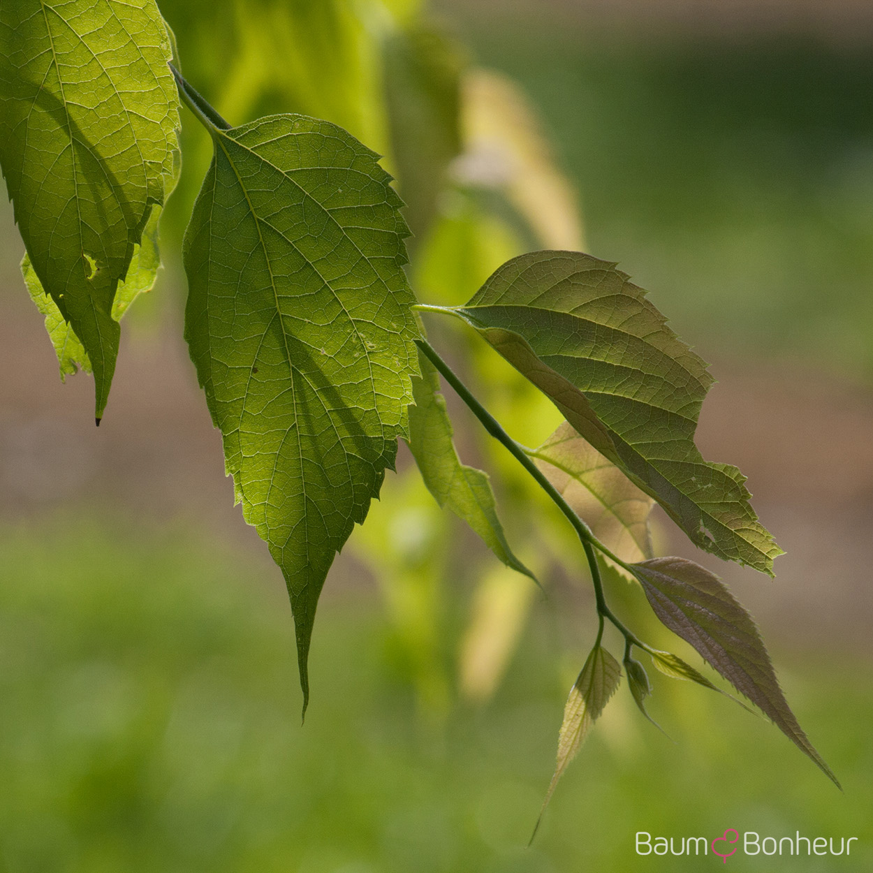 Celtis australis