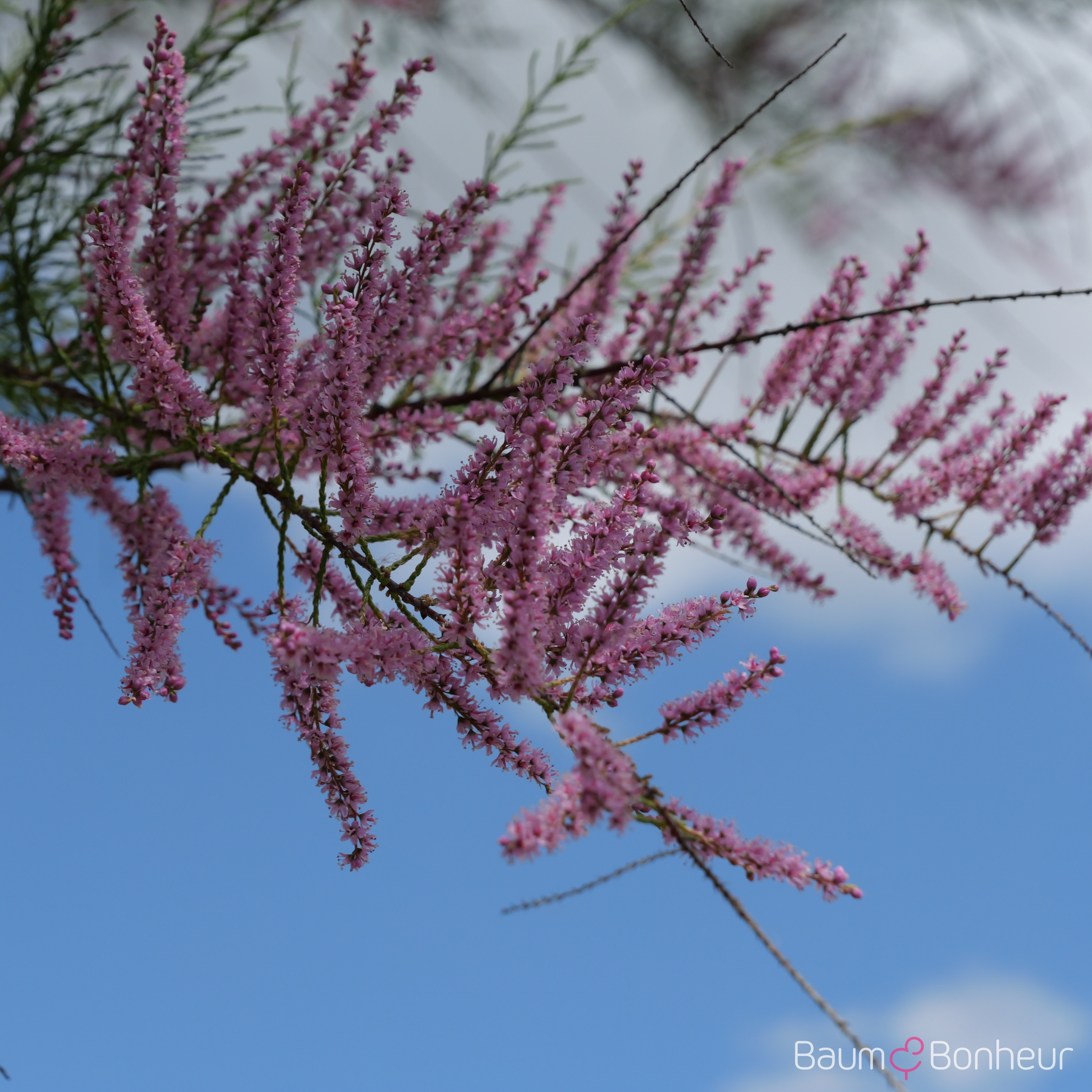 Tamarix parviflora