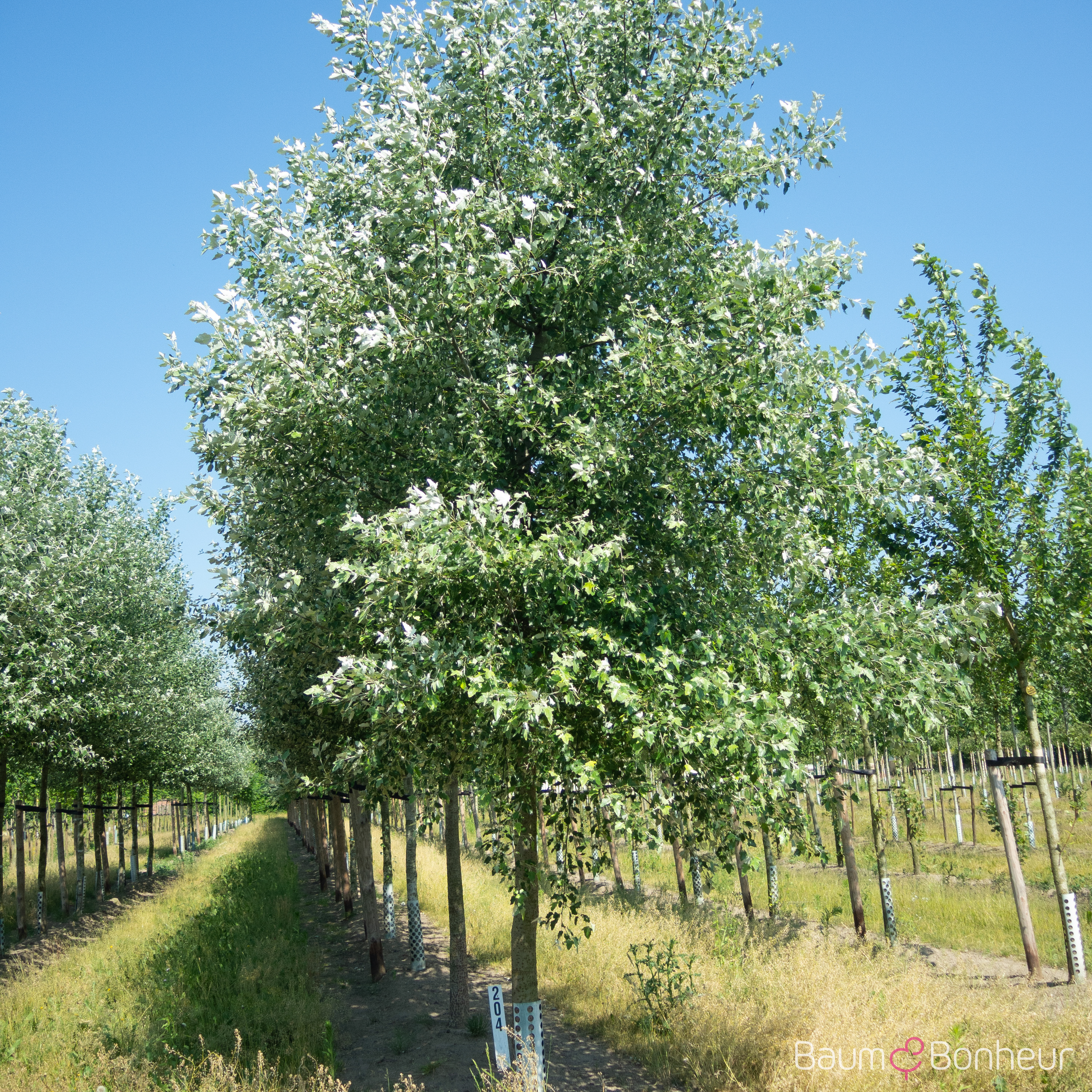 Populus alba