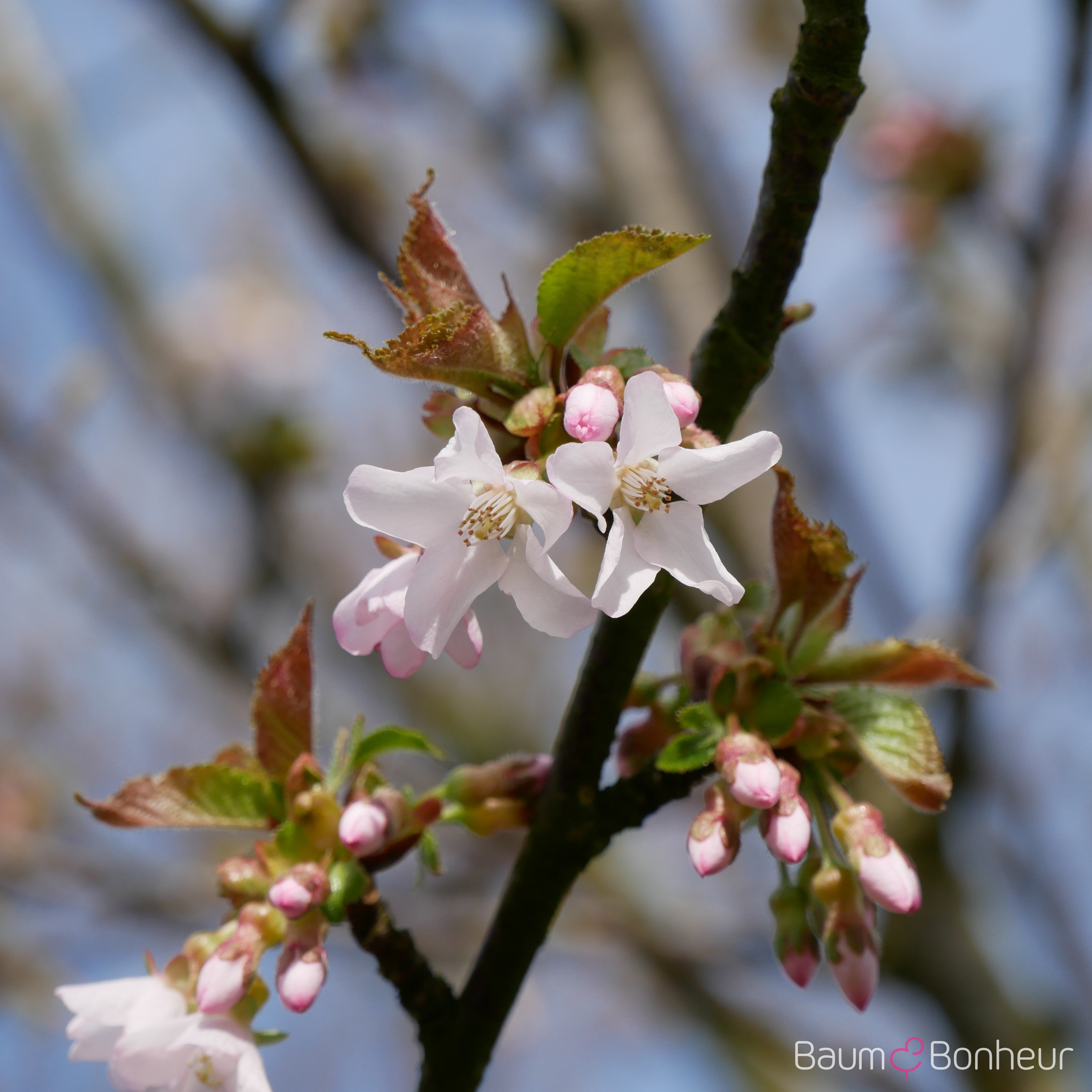 Prunus schmittii