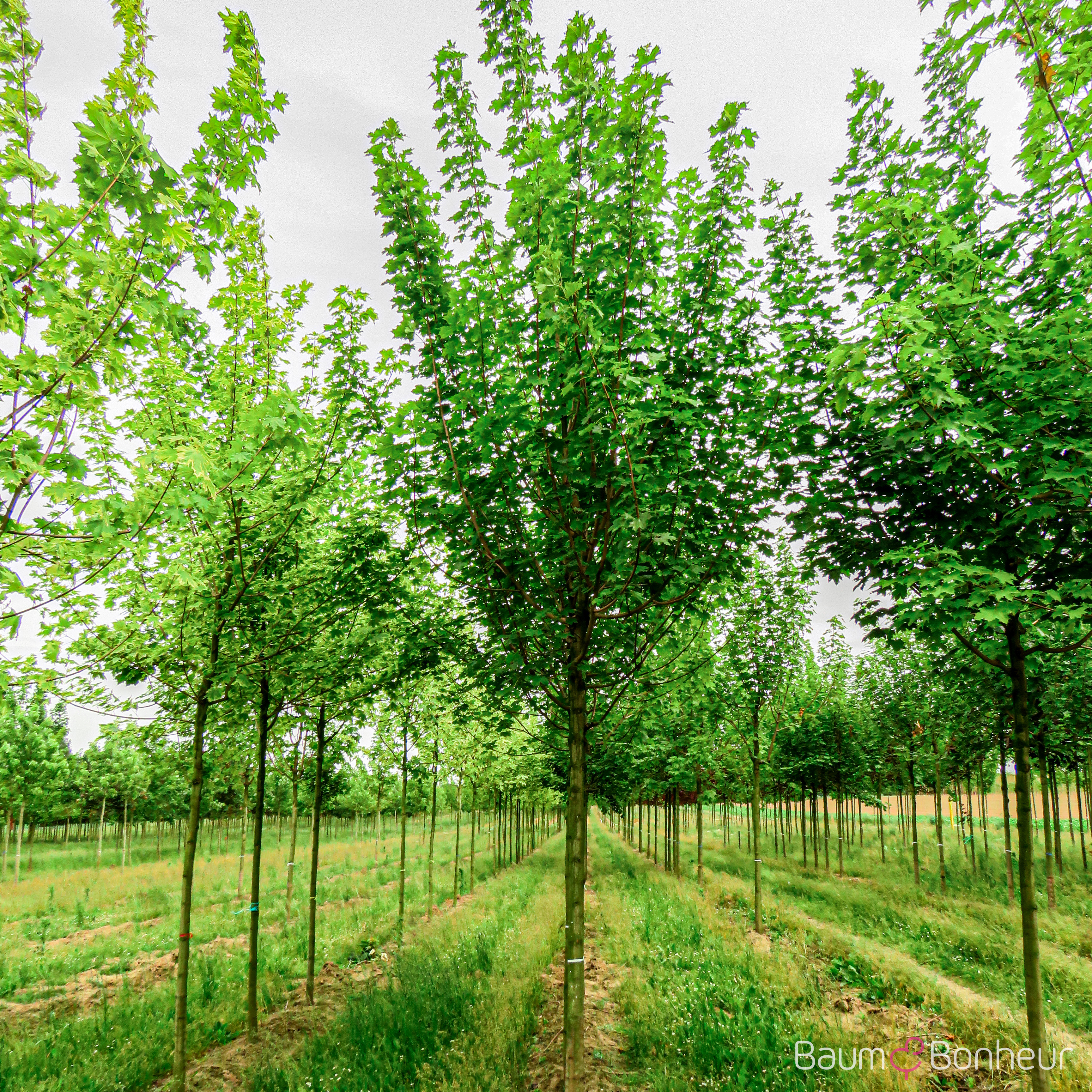 Acer platanoides 'Apollo' (s)