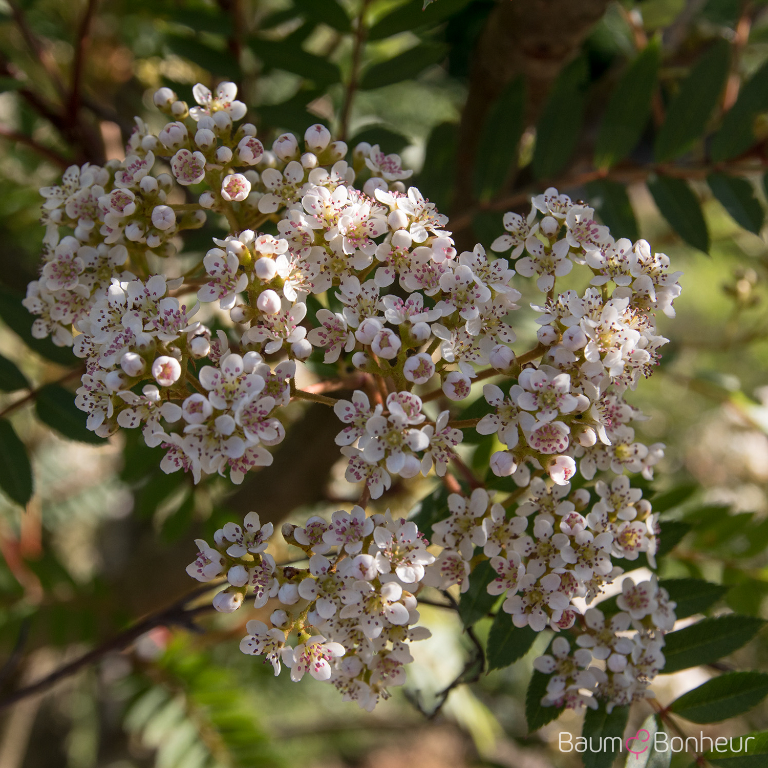 Sorbus vilmorinii
