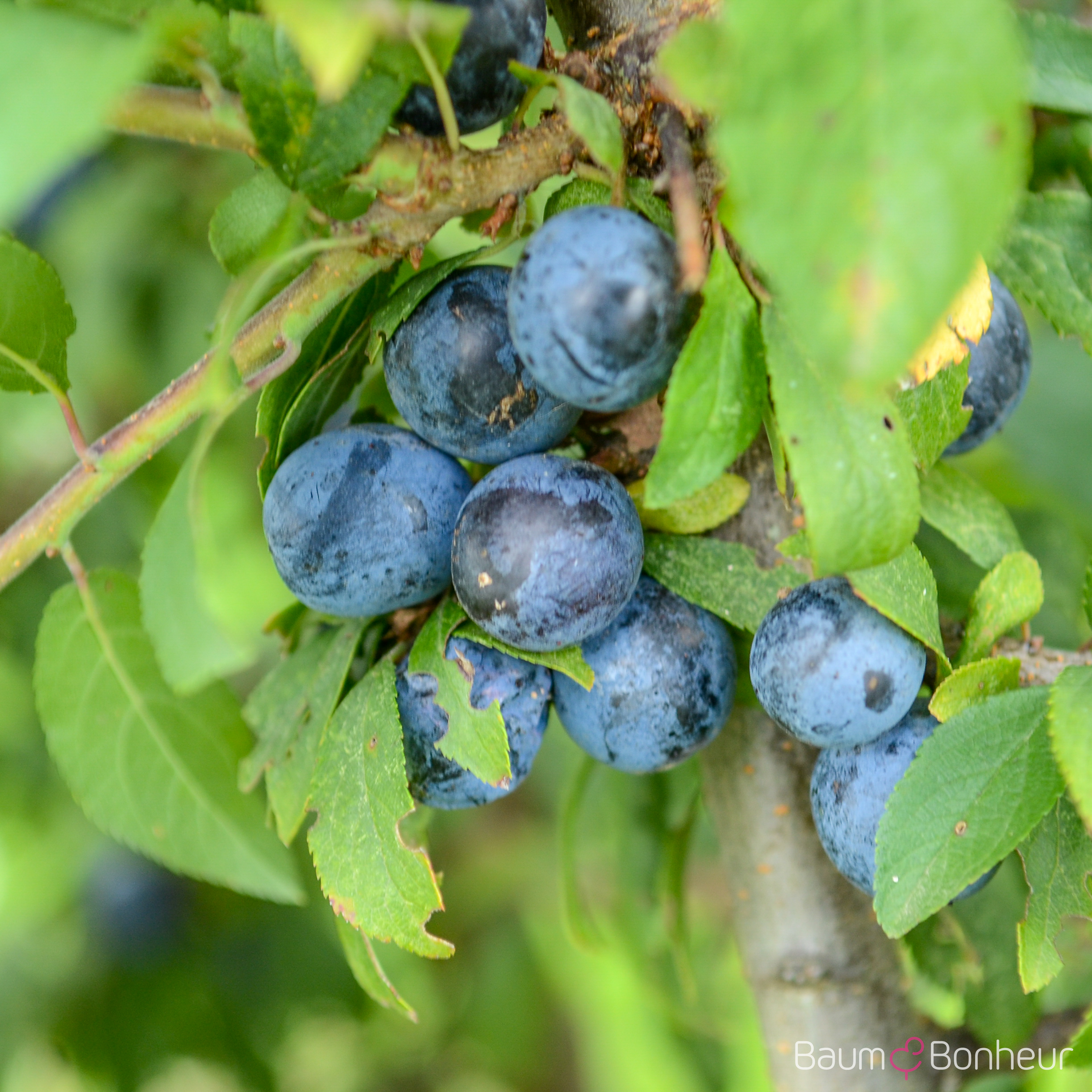 Prunus spinosa