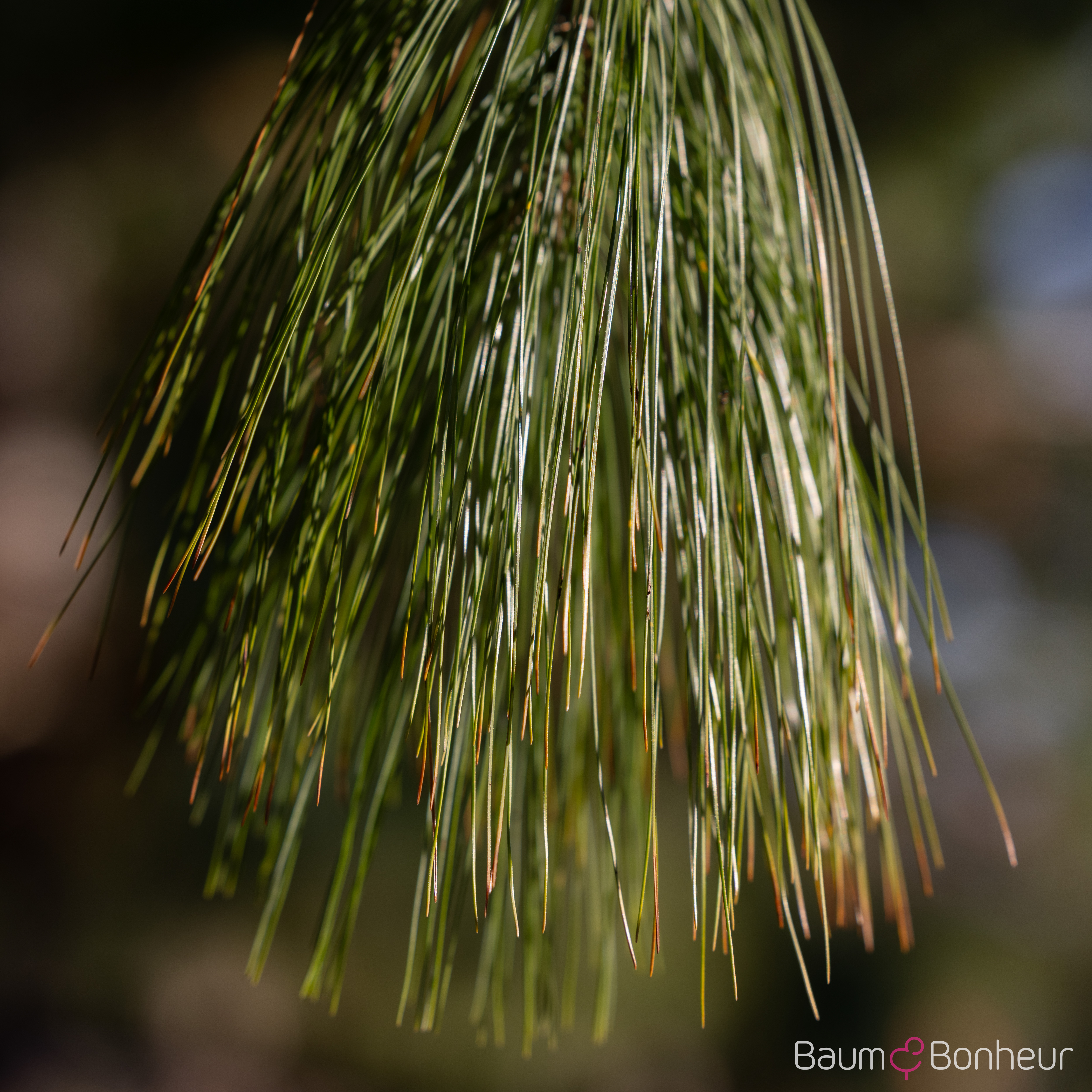Pinus wallichiana
