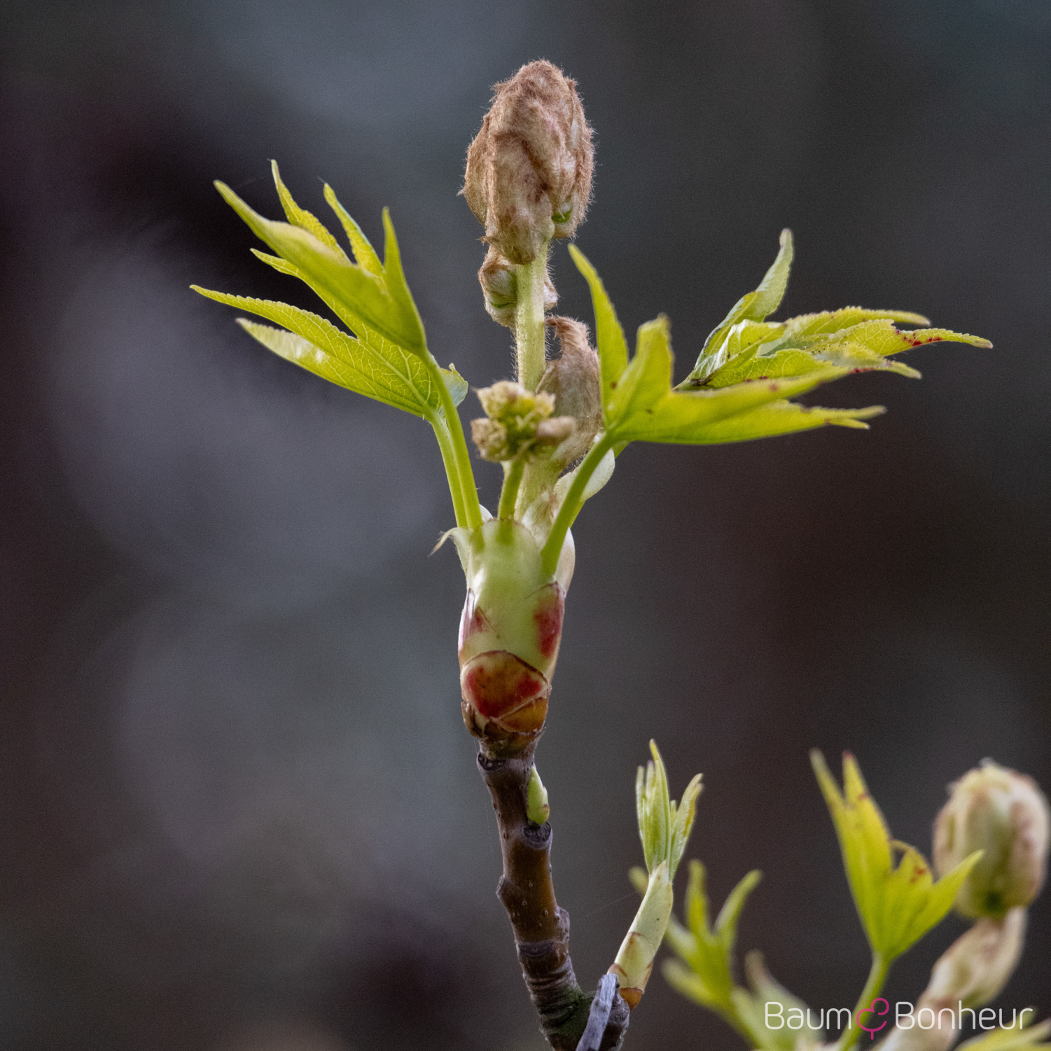 Liquidambar styraciflua 'Worplesdon'