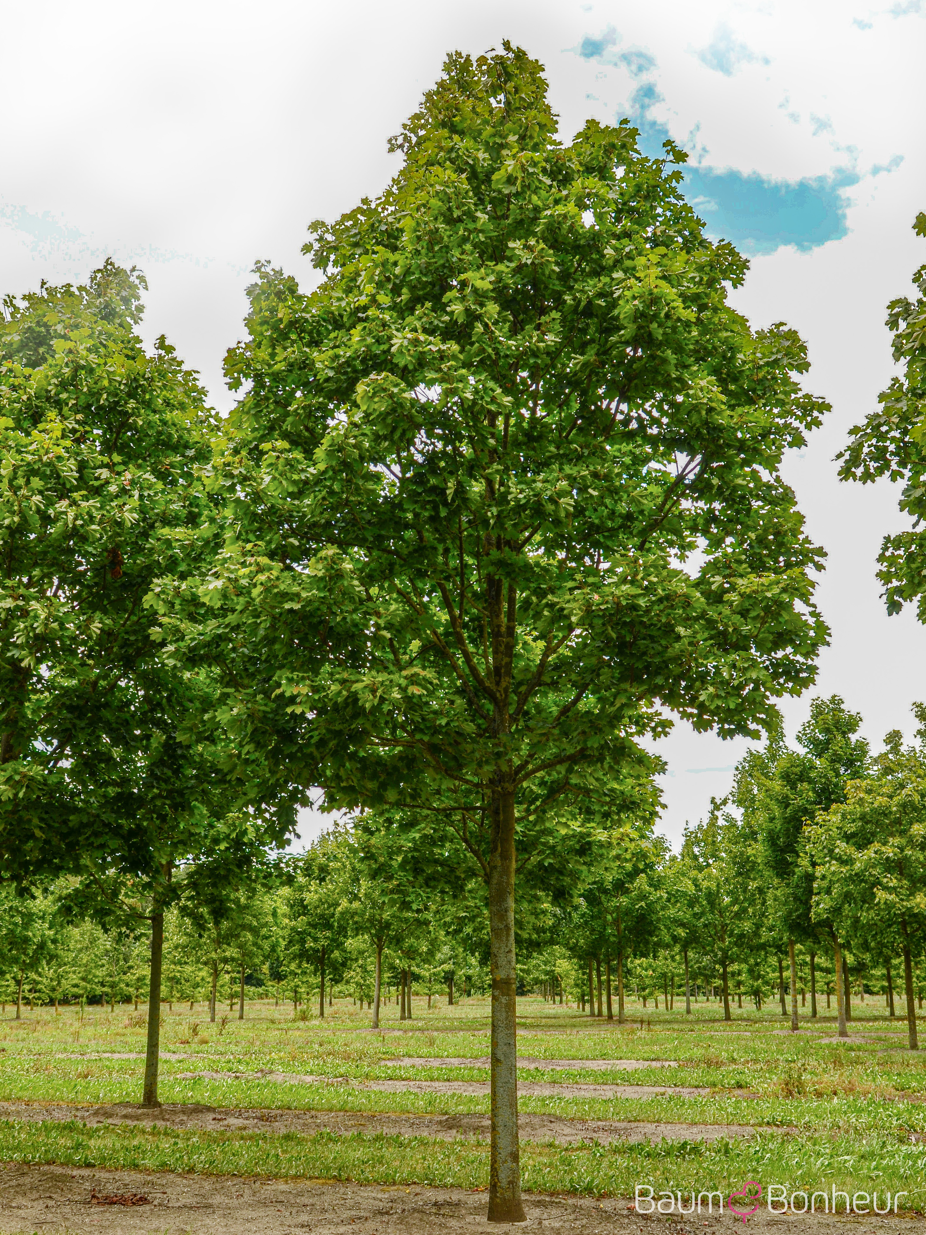 Acer platanoides 'Deborah'