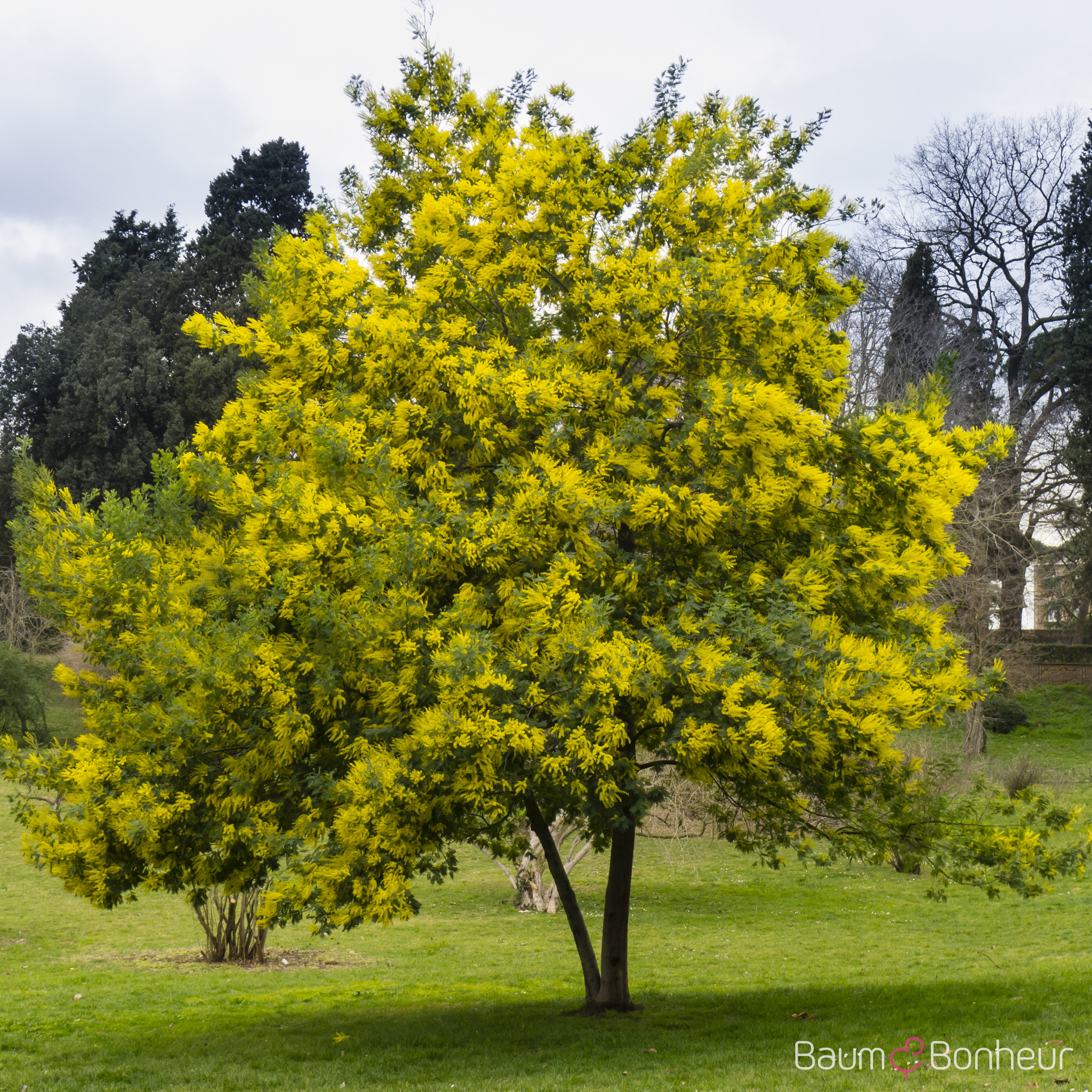 Acacia dealbata