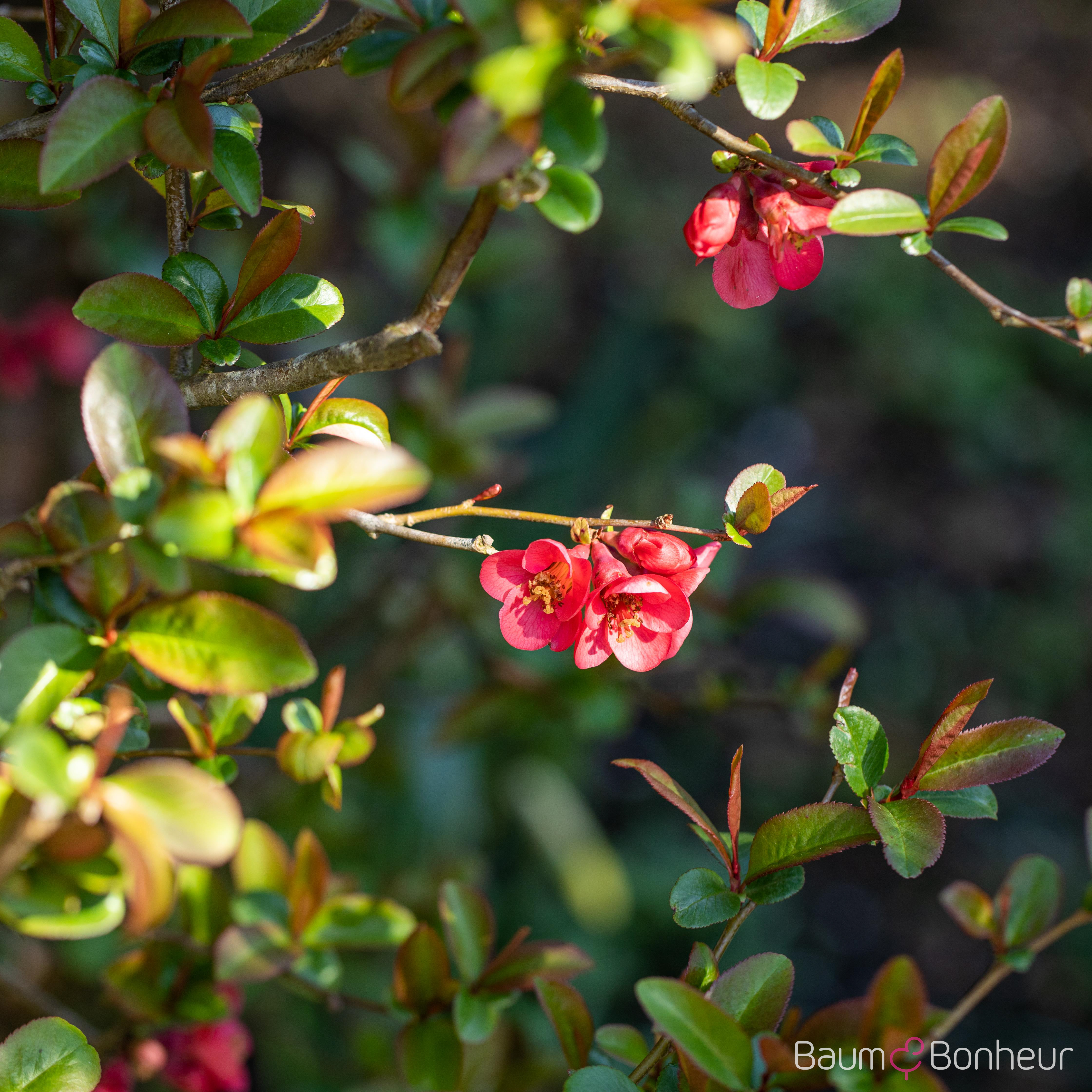 Chaenomeles 'Elly Mossel'