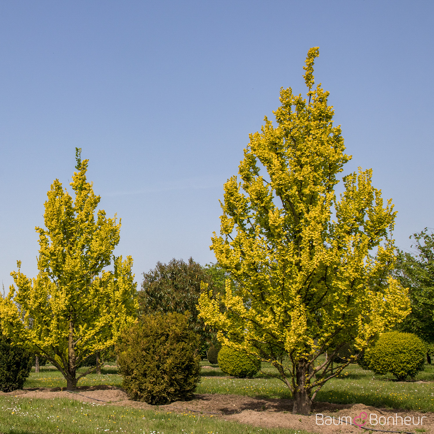 Ulmus carpinifolia 'Wredei'
