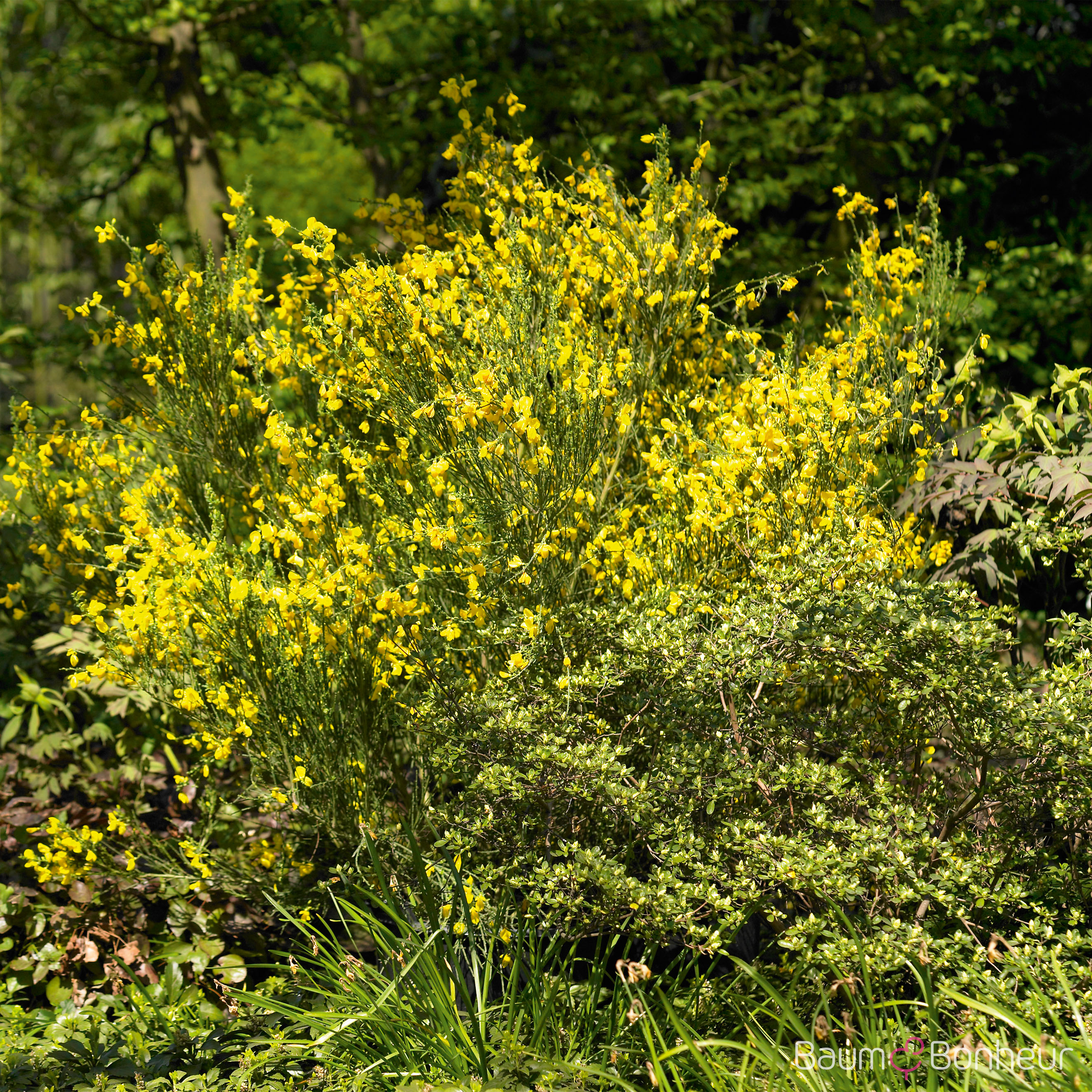 Cytisus scoparius 'Luna'