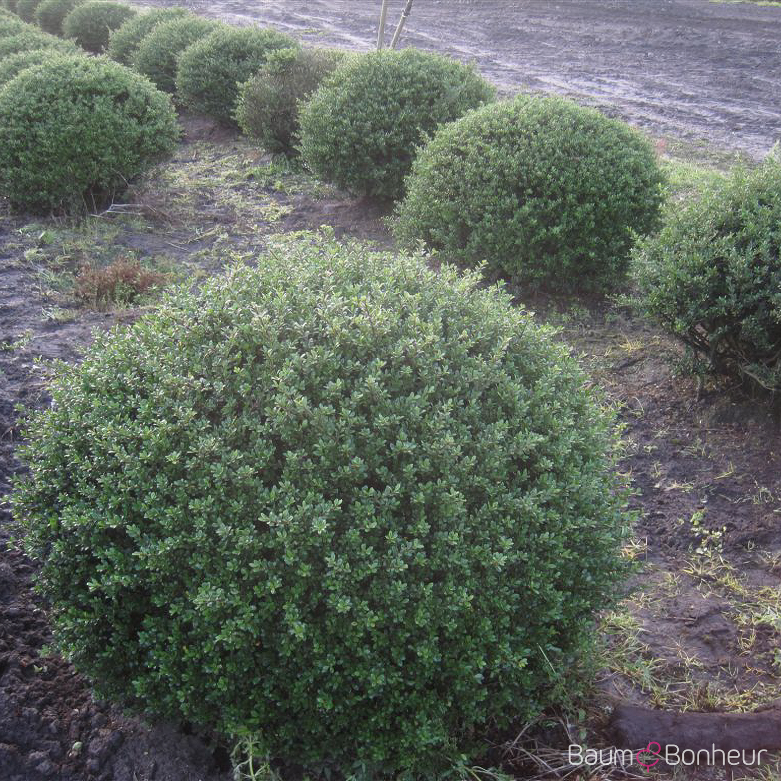 Ilex crenata 'Glorie Gem'