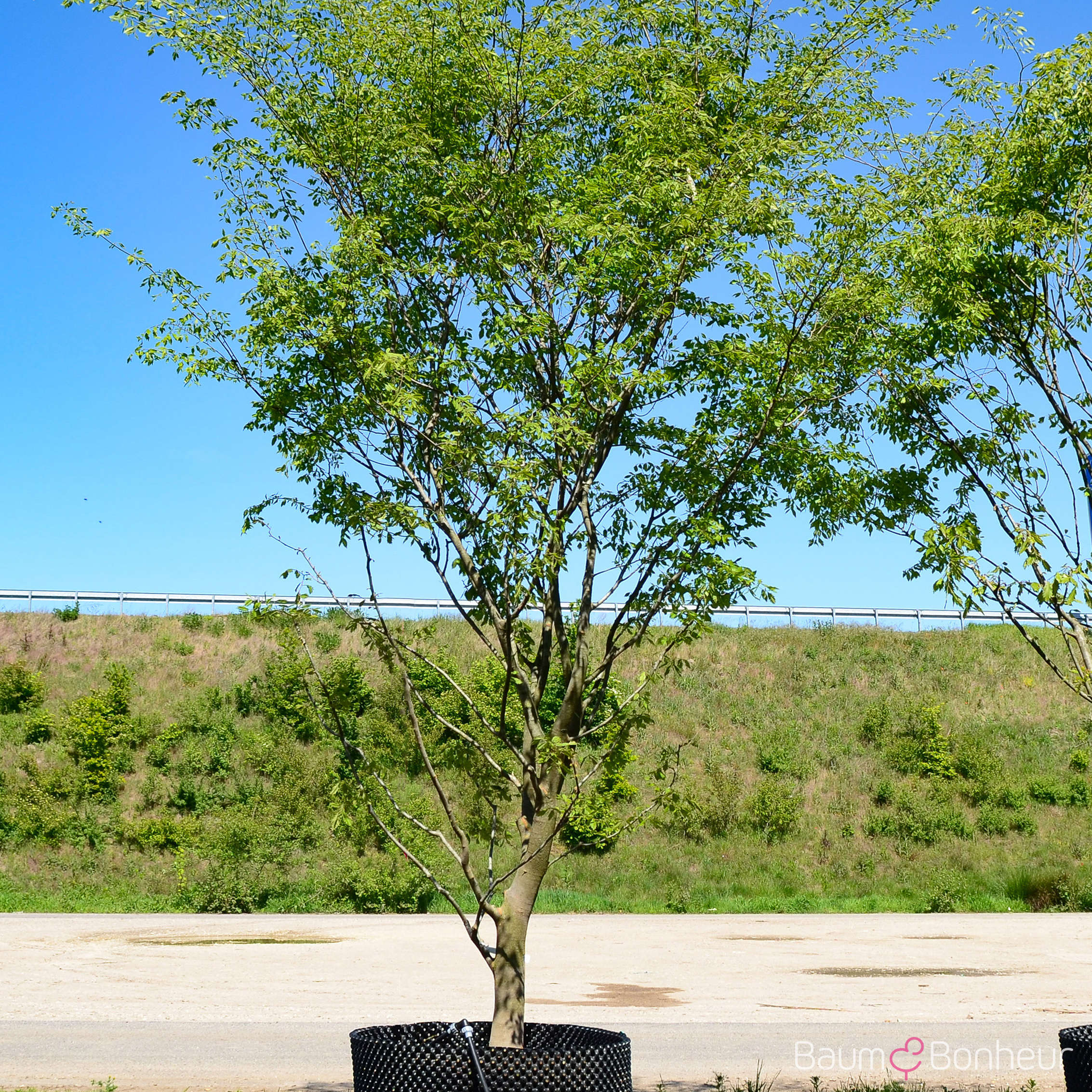 Zelkova carpinifolia 'Verschaffeltii'