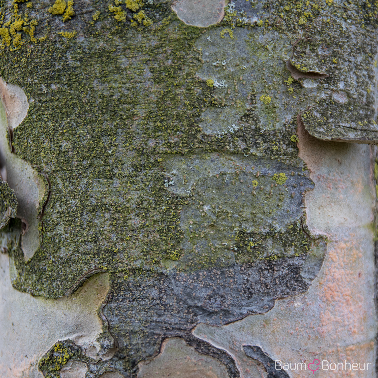 Parrotia persica