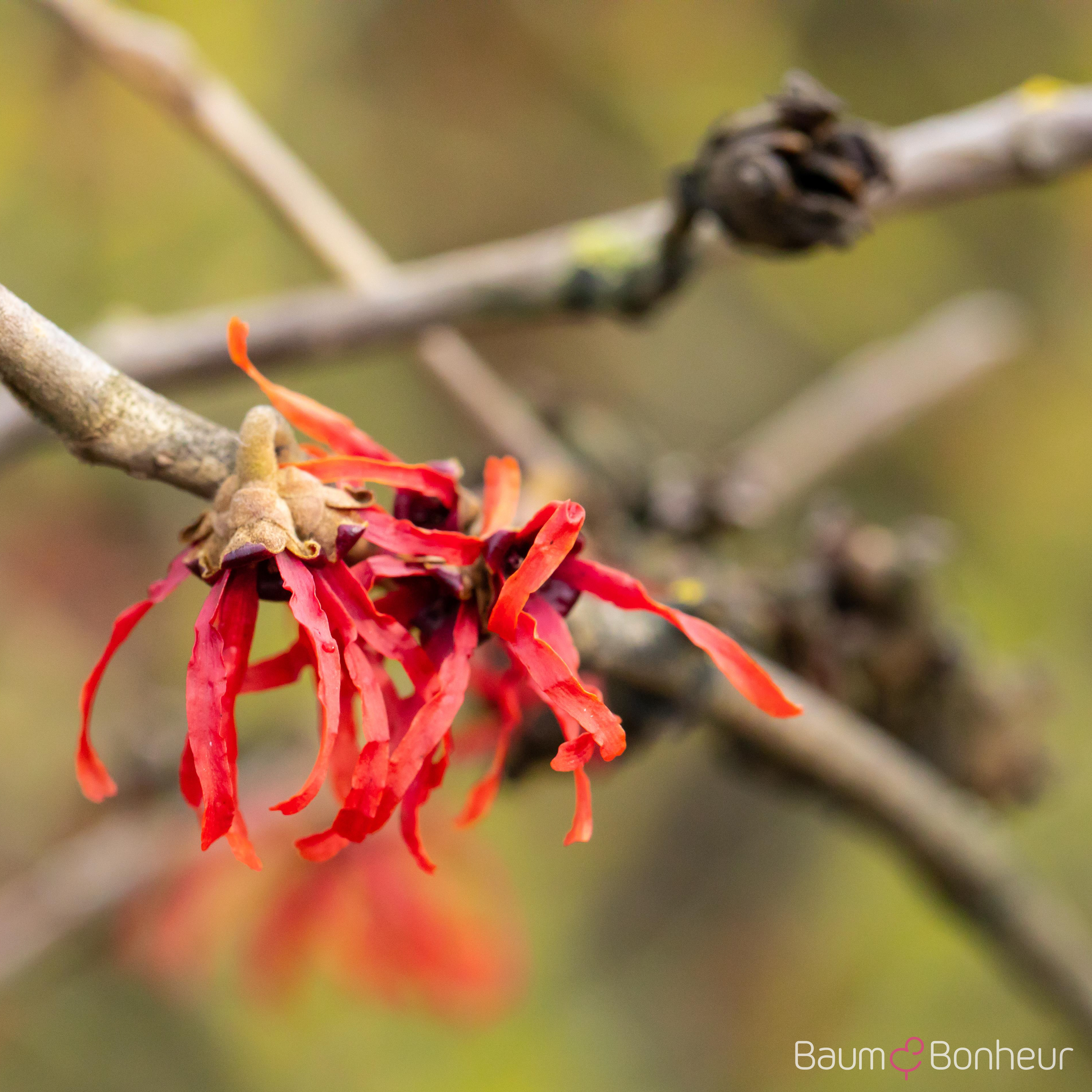 Hamamelis intermedia 'Diane'