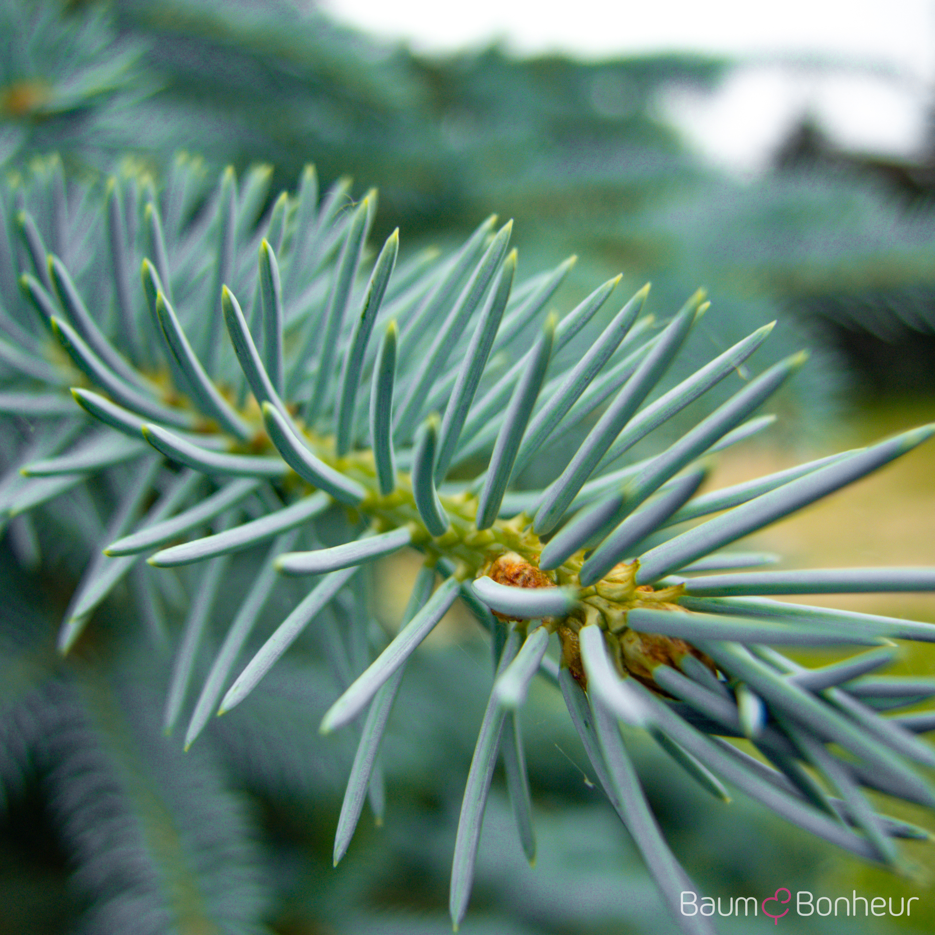Picea pungens 'Koster'