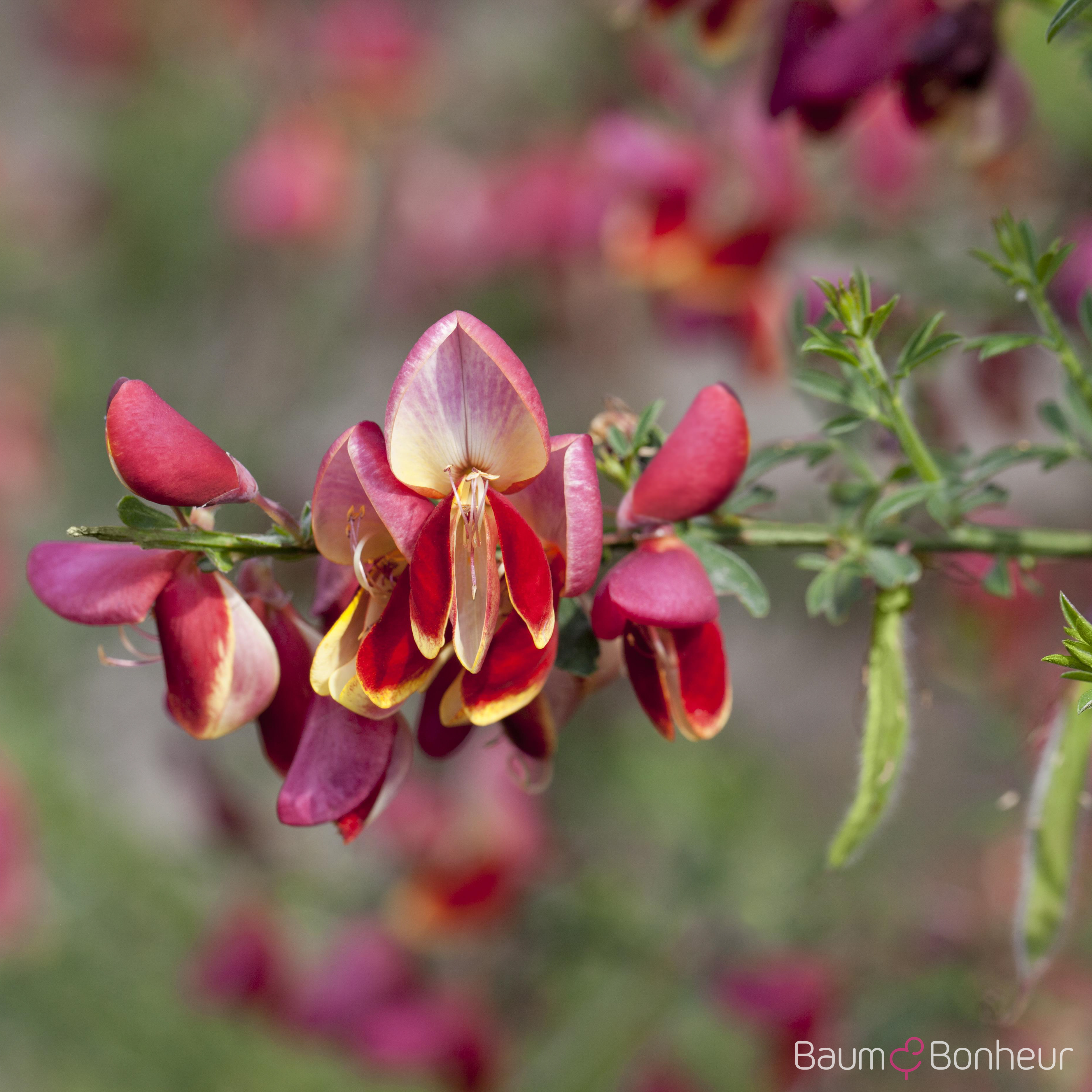 Cytisus scoparius 'Red Wings'