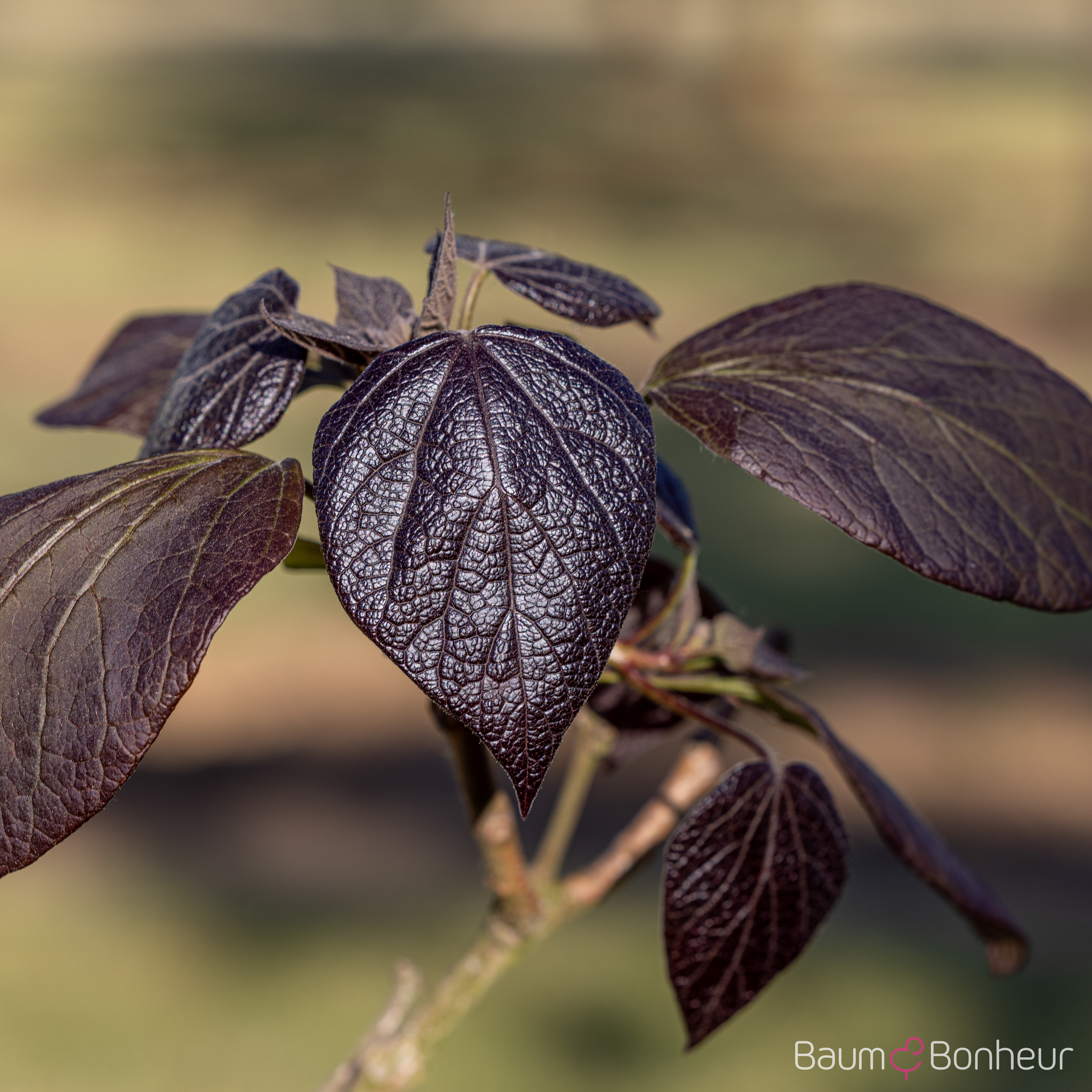 Catalpa x erubescens 'Purpurea'