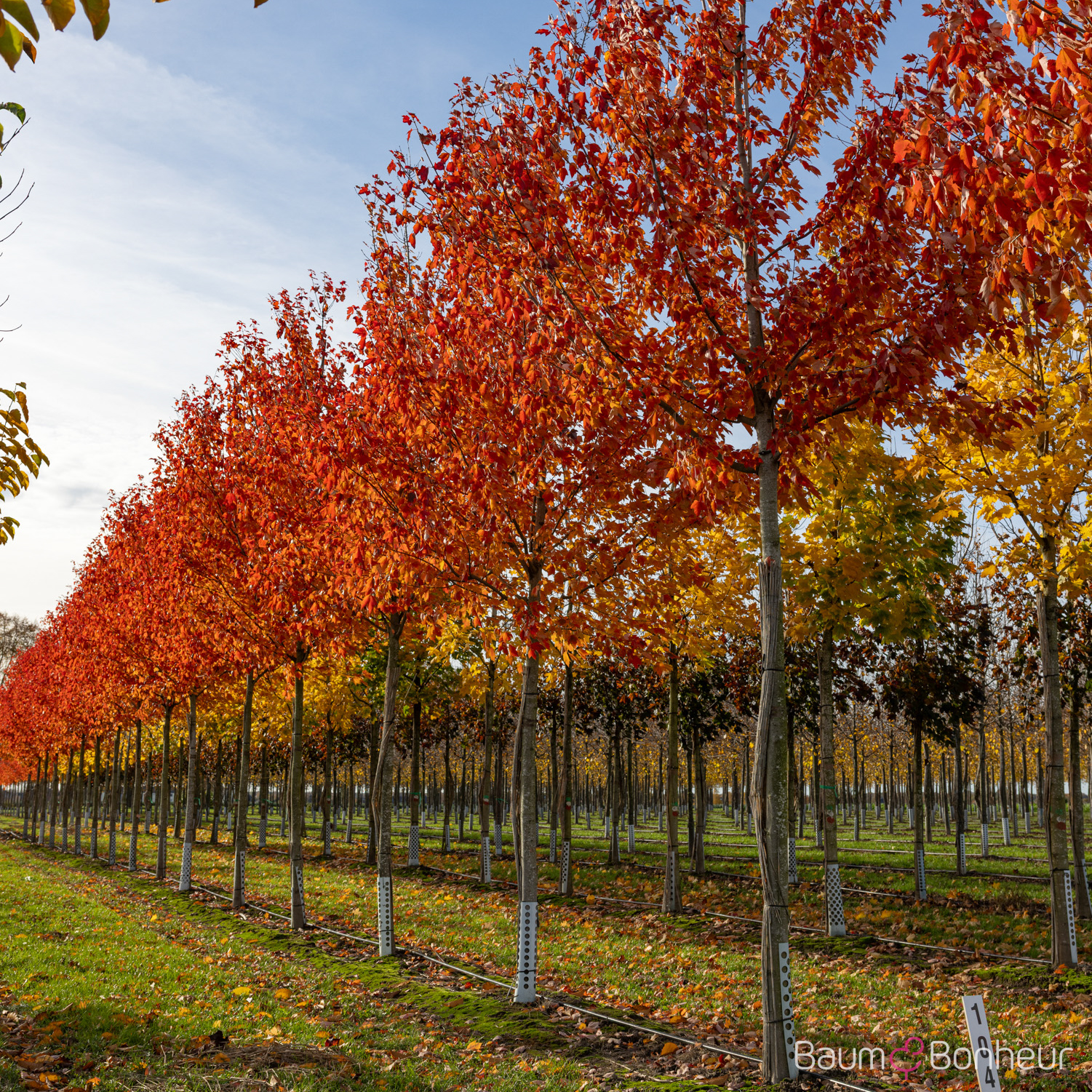 Acer rubrum 'Red Sunset'