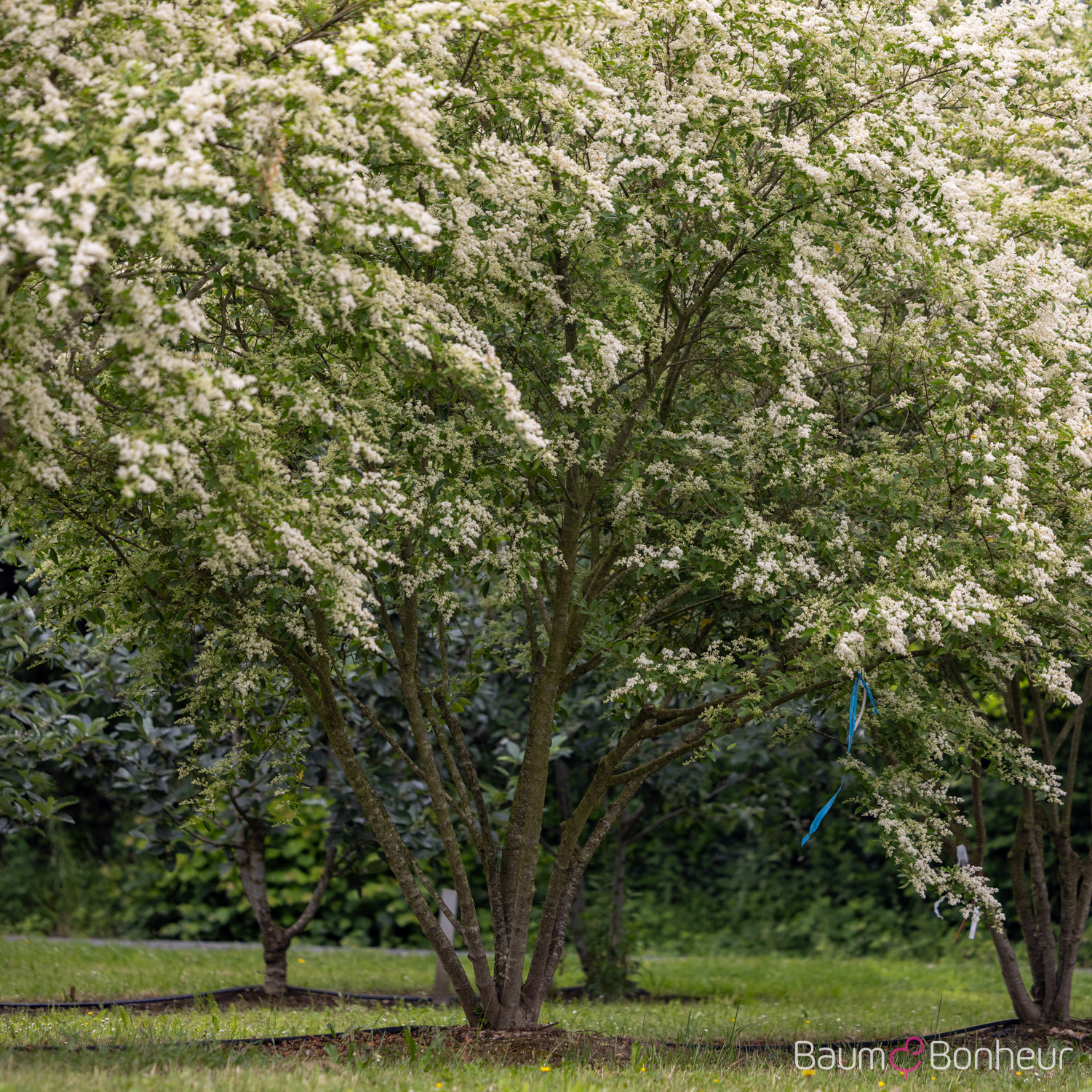 Ligustrum ibota