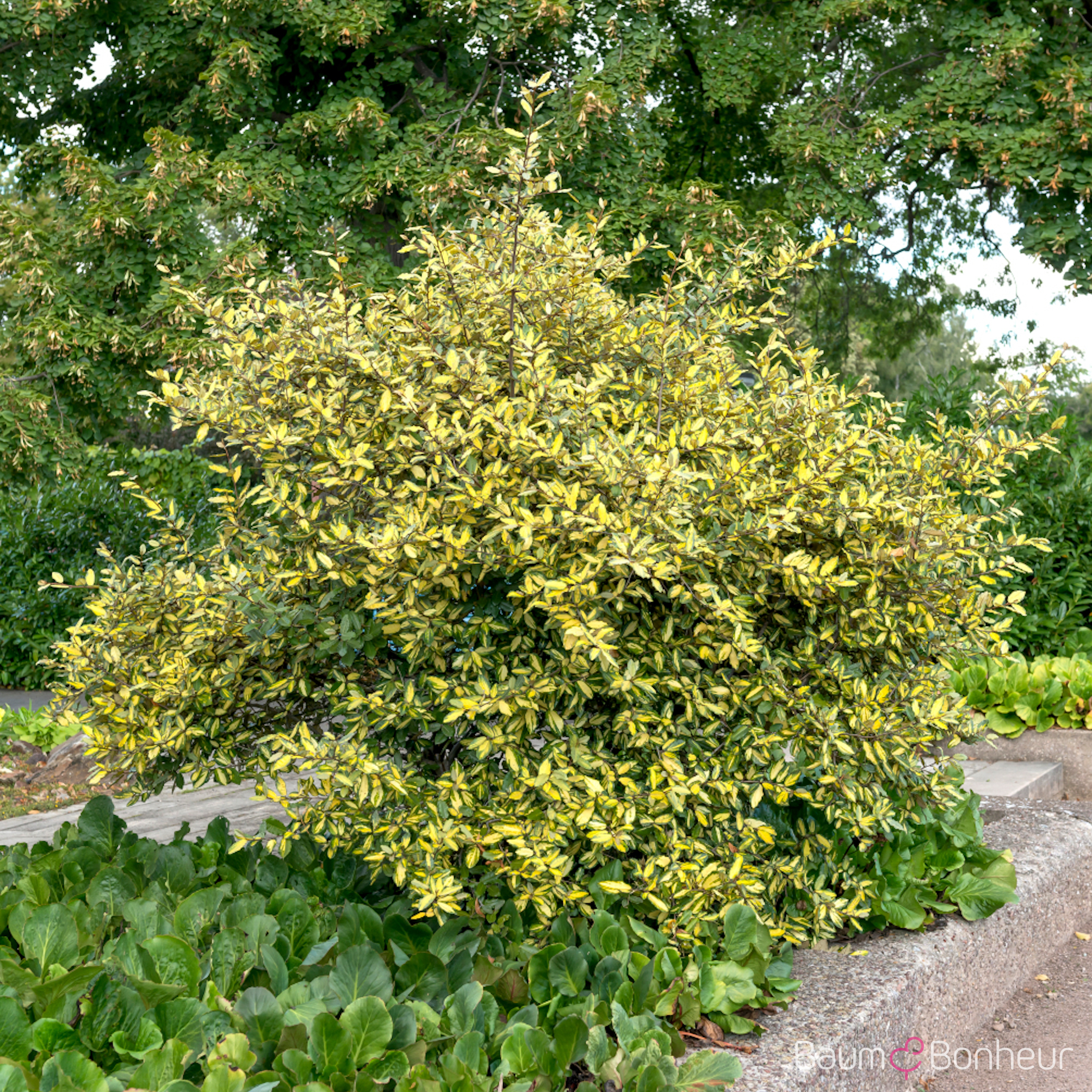 Elaeagnus pungens 'Maculata'