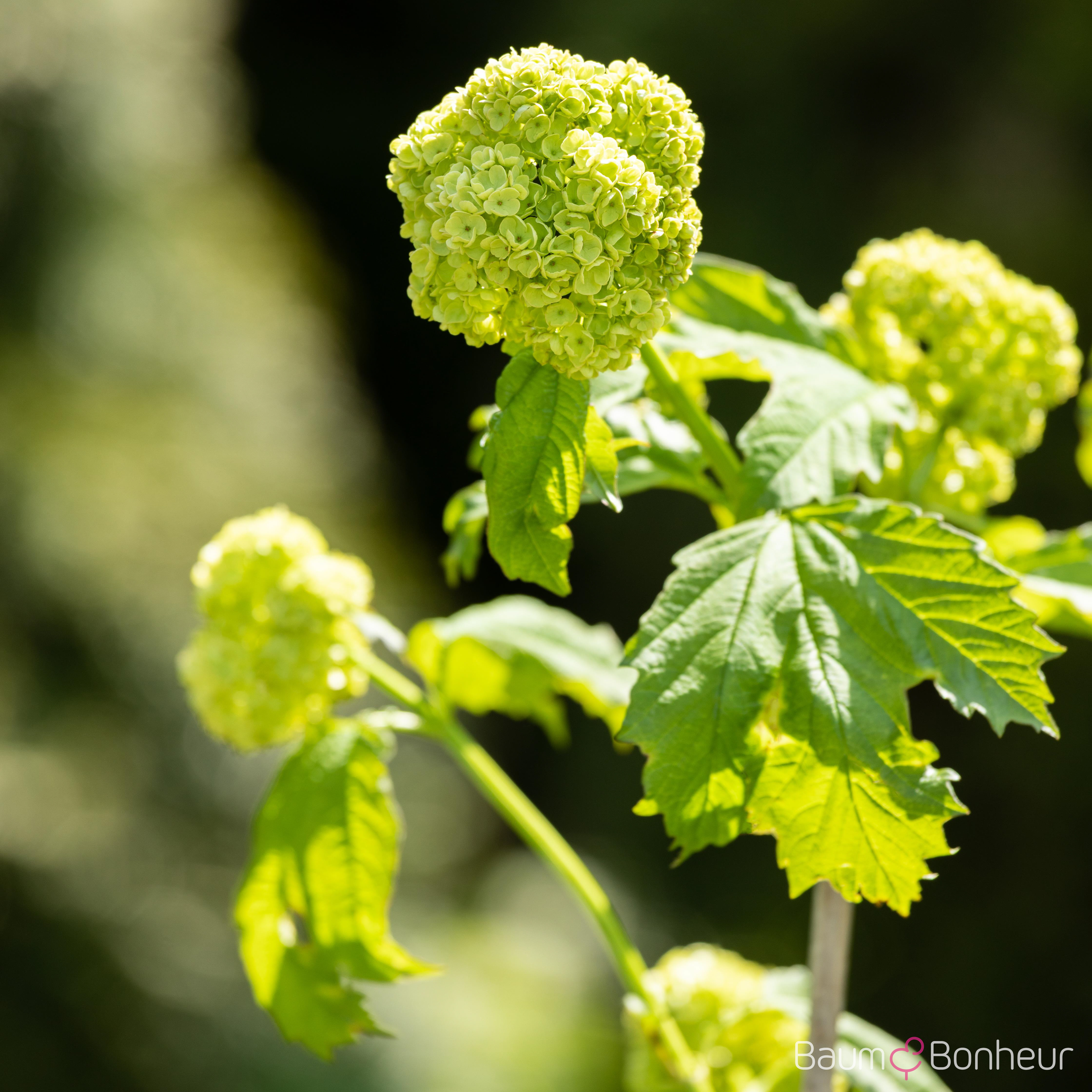 Viburnum opulus 'Roseum'